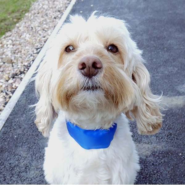 Danish Design Pet Cooling Collar - Medium