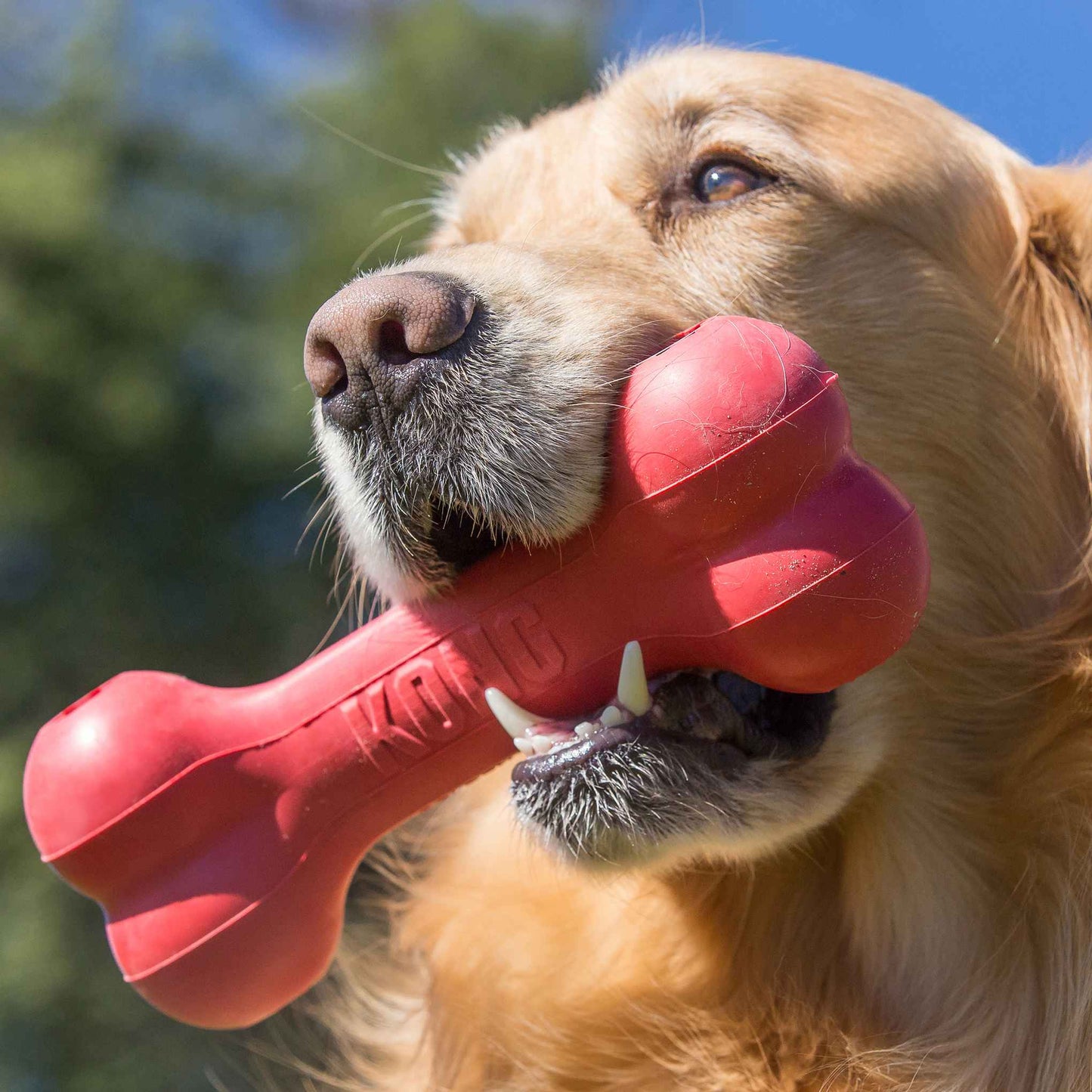 KONG Holiday Goodie Bone Dog Toy - Medium