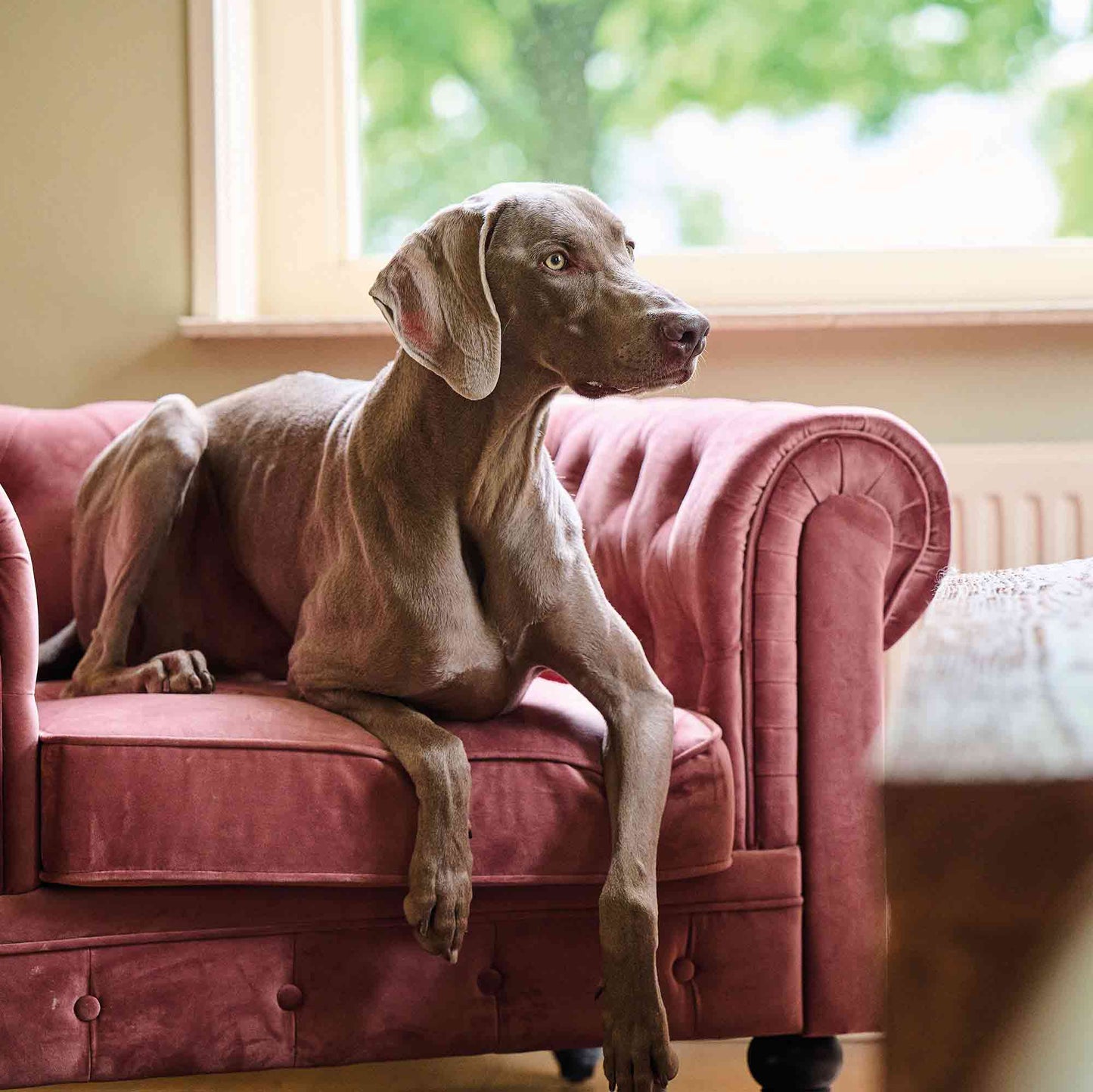 Beaphar Calming Valerian Spot On for Dogs