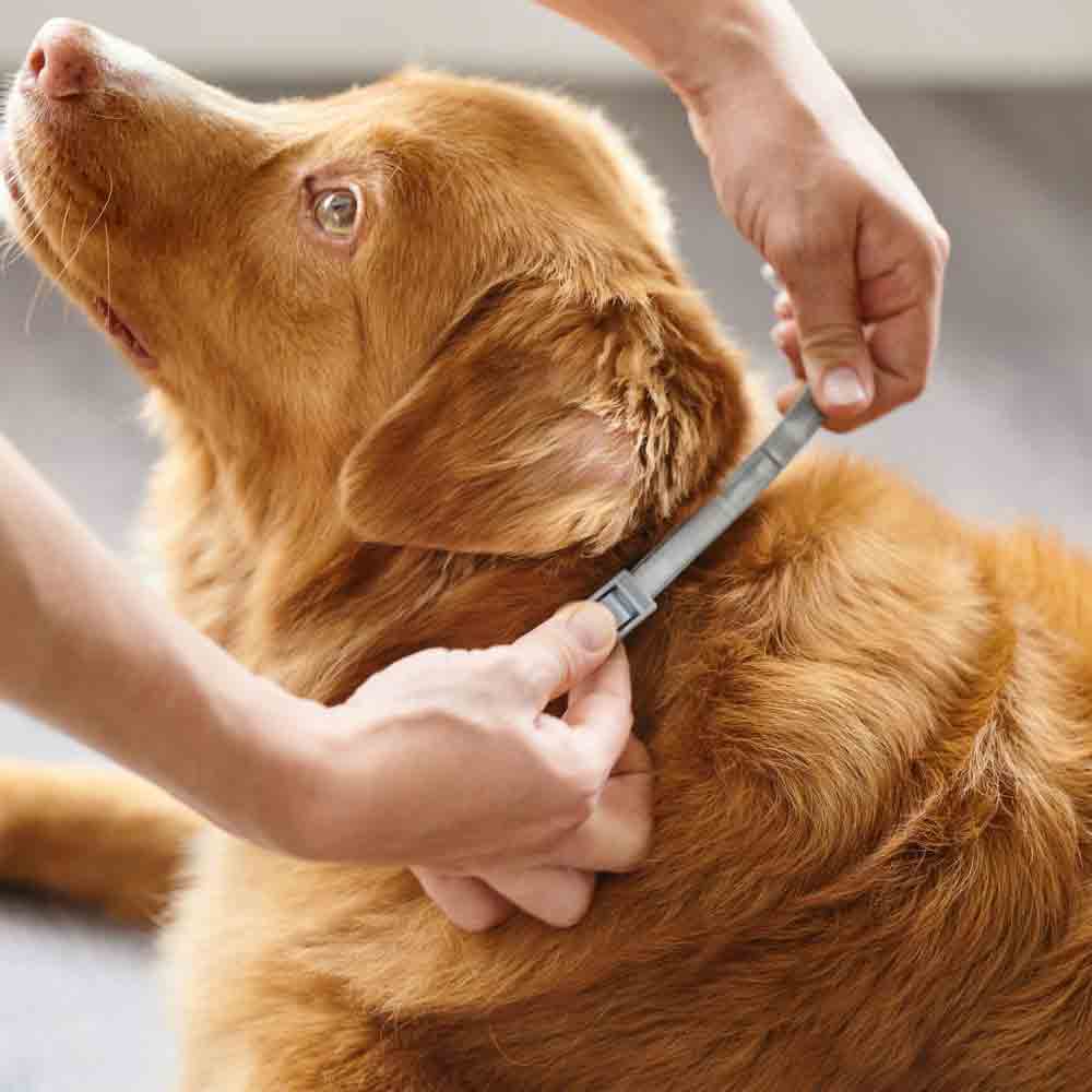 Beaphar CaniComfort Calming Collar for Adult Dogs