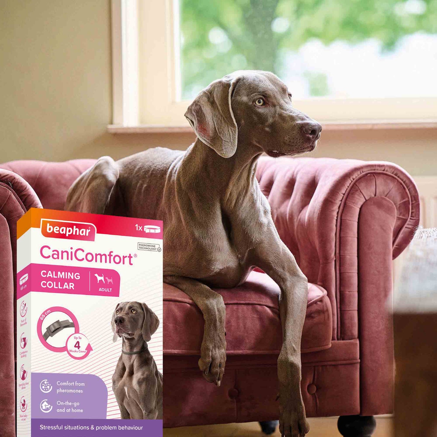 Beaphar CaniComfort Calming Collar for Adult Dogs