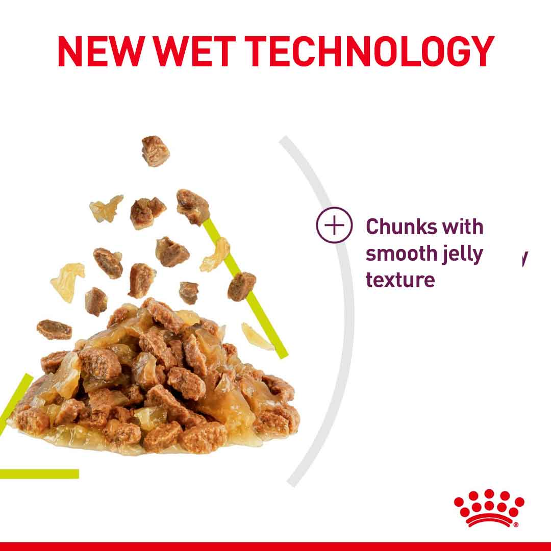 Royal Canin Feline Health Nutrition Sensory Smell in Gravy Wet Cat Food - 12x85g Pouches