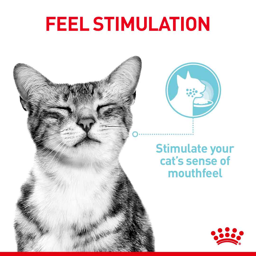 Royal Canin Feline Health Nutrition Sensory Variety Pack in Gravy Wet Cat Food - 12x85g Pouches