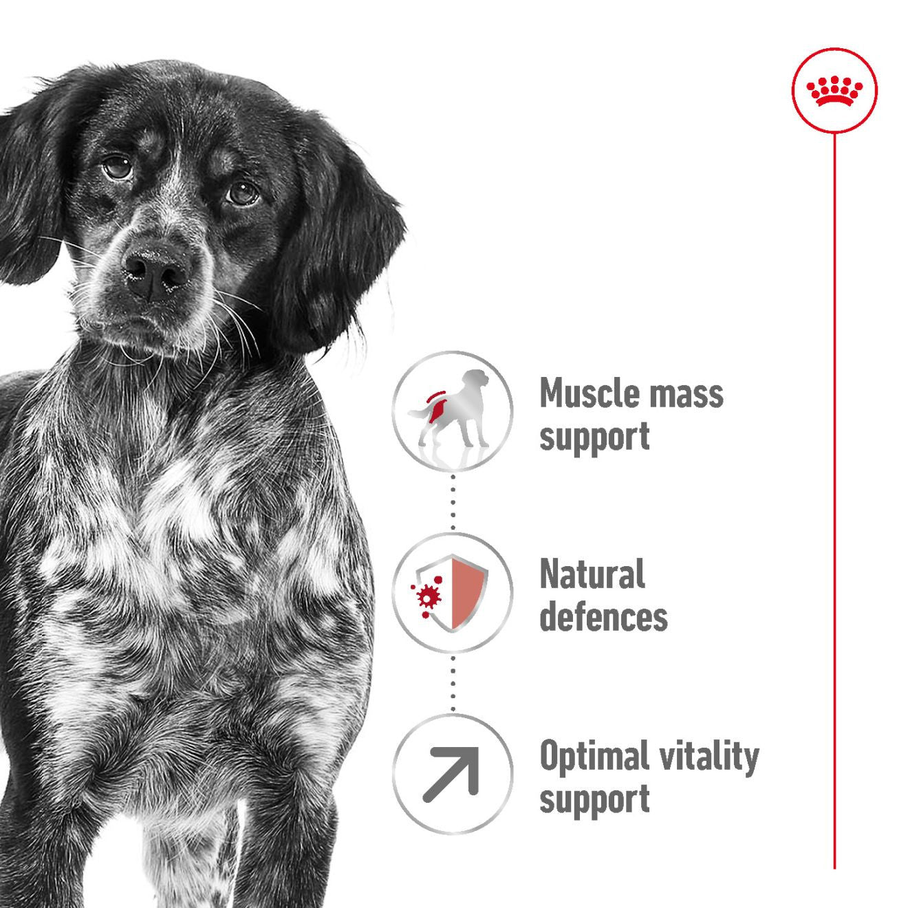 Royal Canin Size Health Nutrition Medium 7+ Mature Dry Dog Food
