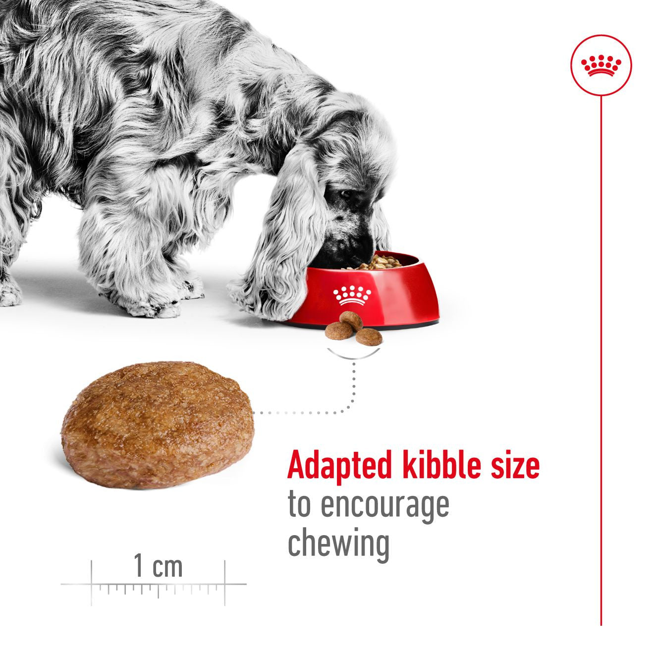 Royal Canin Size Health Nutrition Medium 7+ Mature Dry Dog Food
