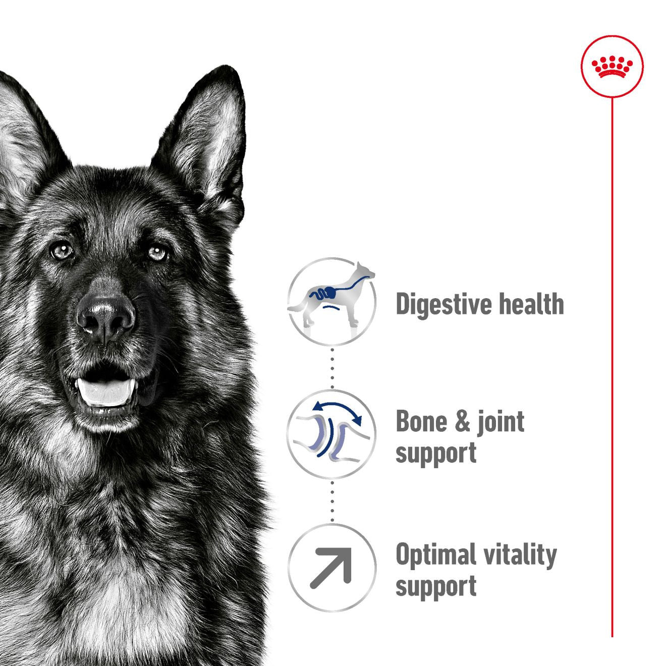 Royal Canin Size Health Nutrition Maxi Adult 5+ Dry Dog Food