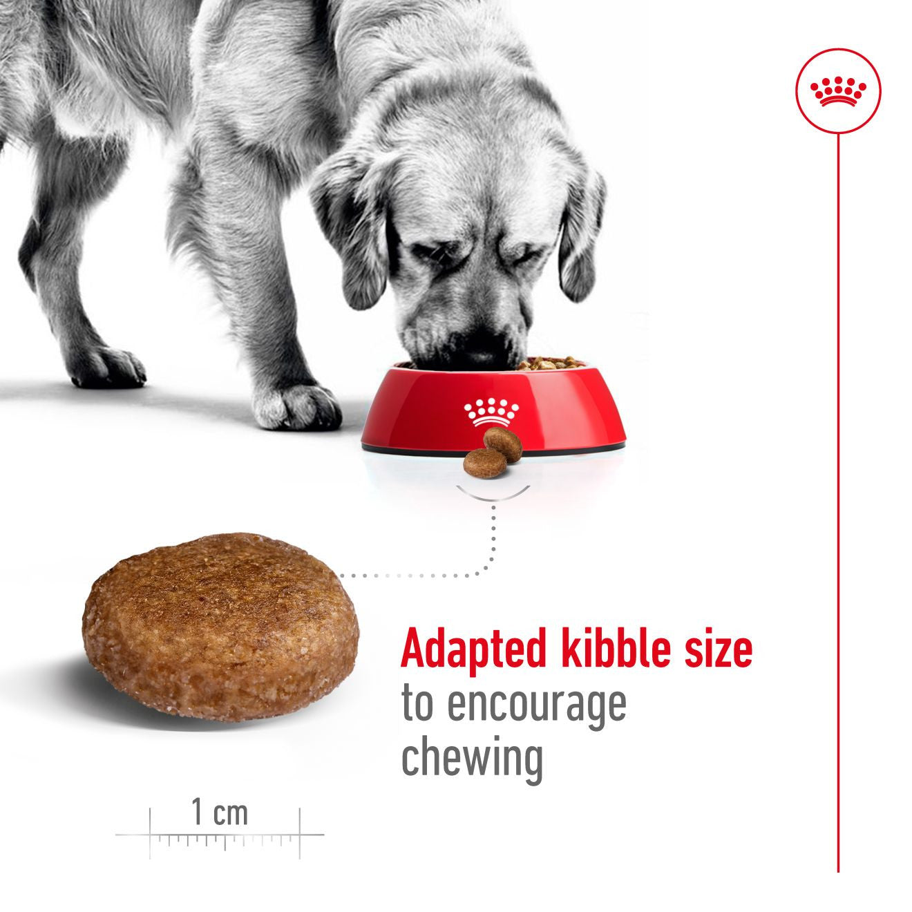 Royal Canin Size Health Nutrition Maxi Adult 5+ Dry Dog Food