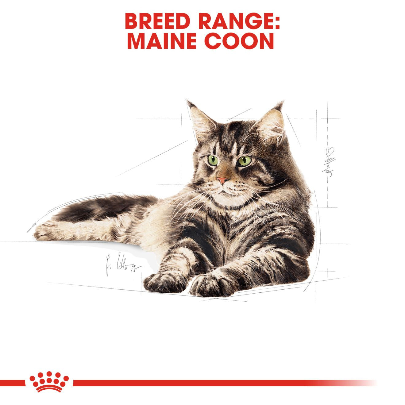 Royal Canin Breed Health Nutrition Maine Coon Adult Dry Cat Food