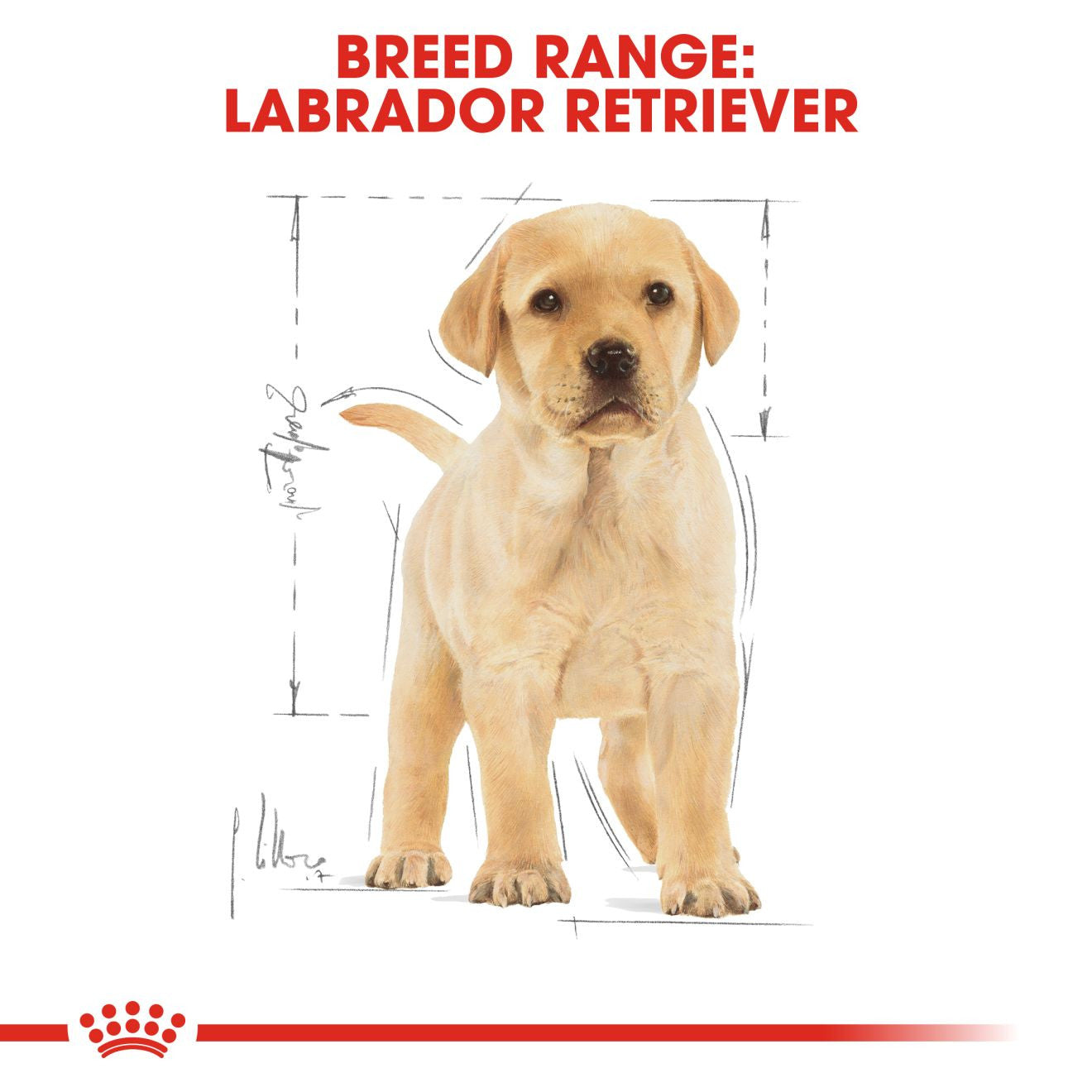 Royal Canin Breed Health Nutrition Labrador Retriever Puppy Dry Dog Food