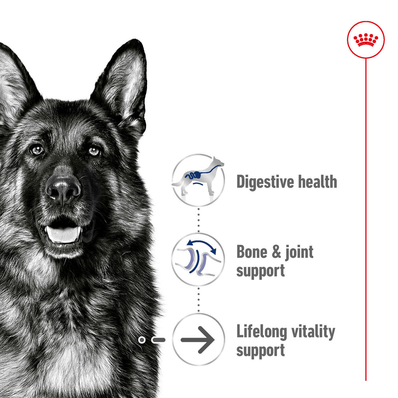 Royal Canin Size Health Nutrition Maxi Ageing 8+ Mature Dry Dog Food