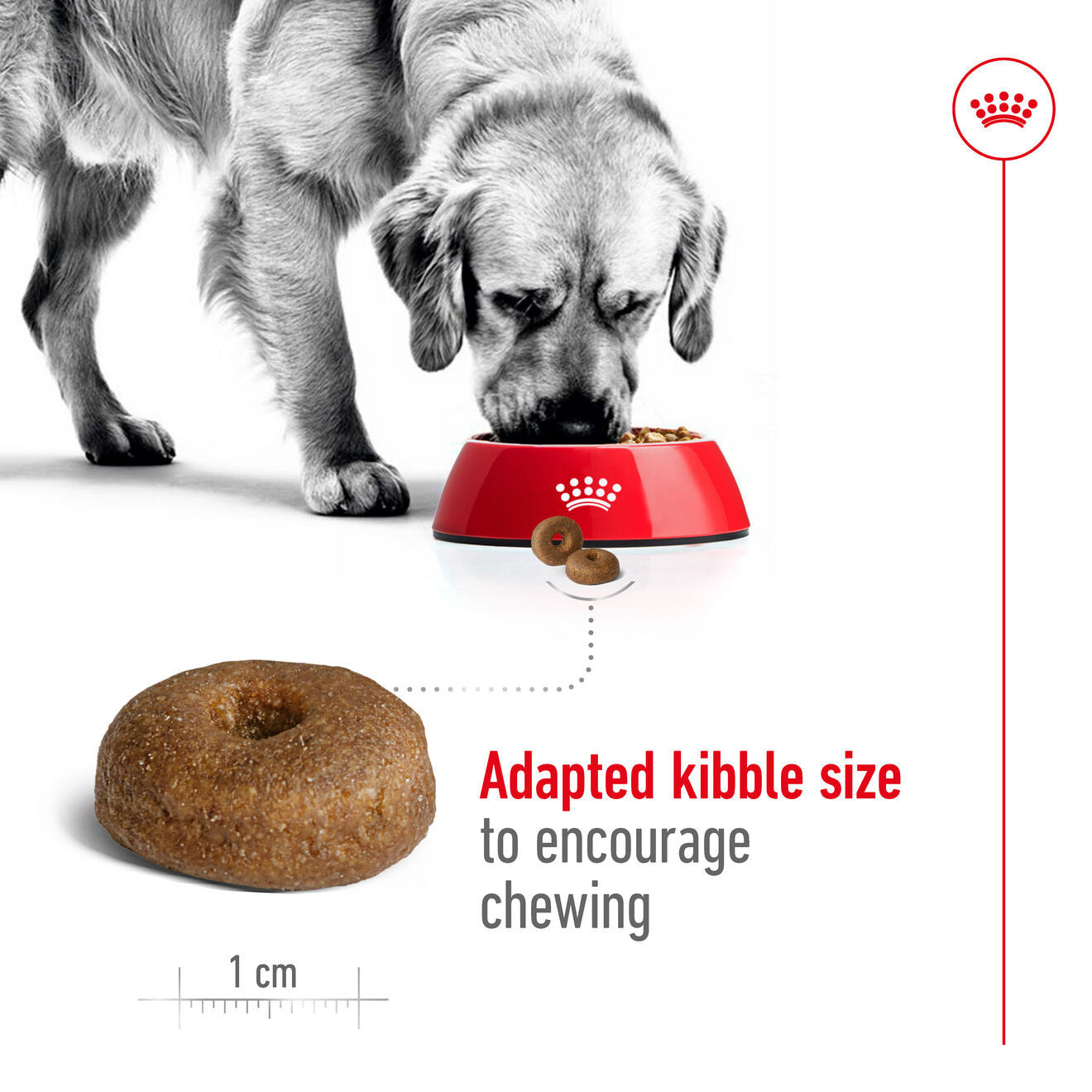 Royal Canin Size Health Nutrition Maxi Ageing 8+ Mature Dry Dog Food