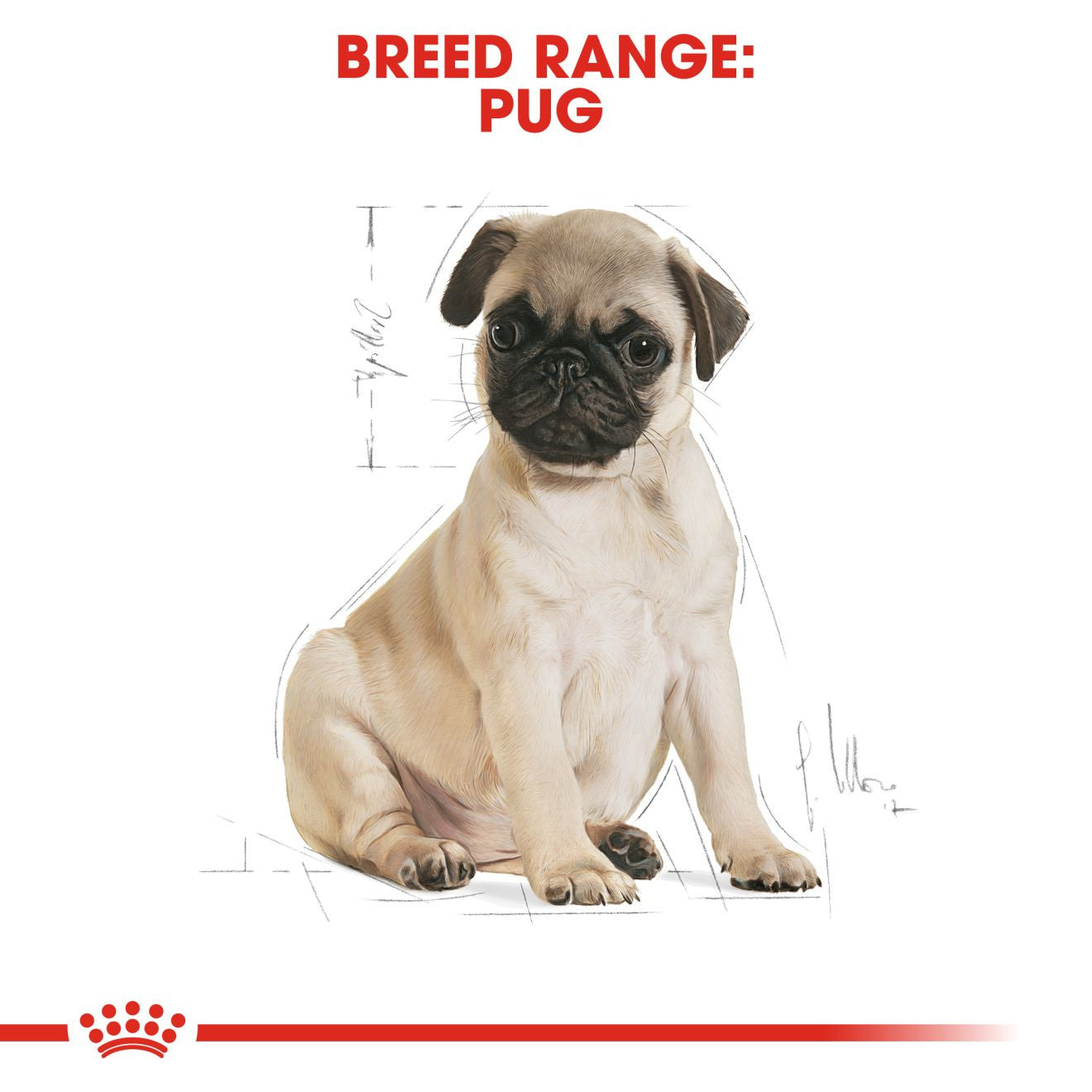 Royal Canin Breed Health Nutrition Pug Puppy Dry Dog Food