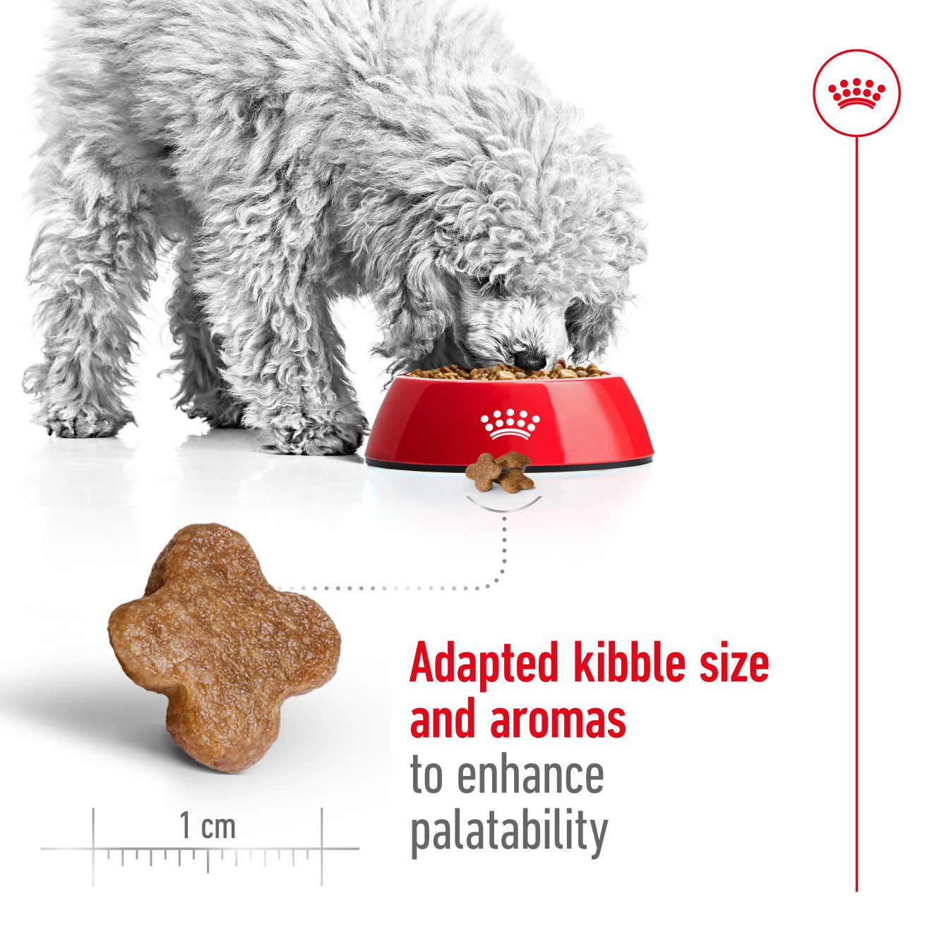 Royal Canin Size Health Nutrition Mini 8+ Mature Dry Dog Food