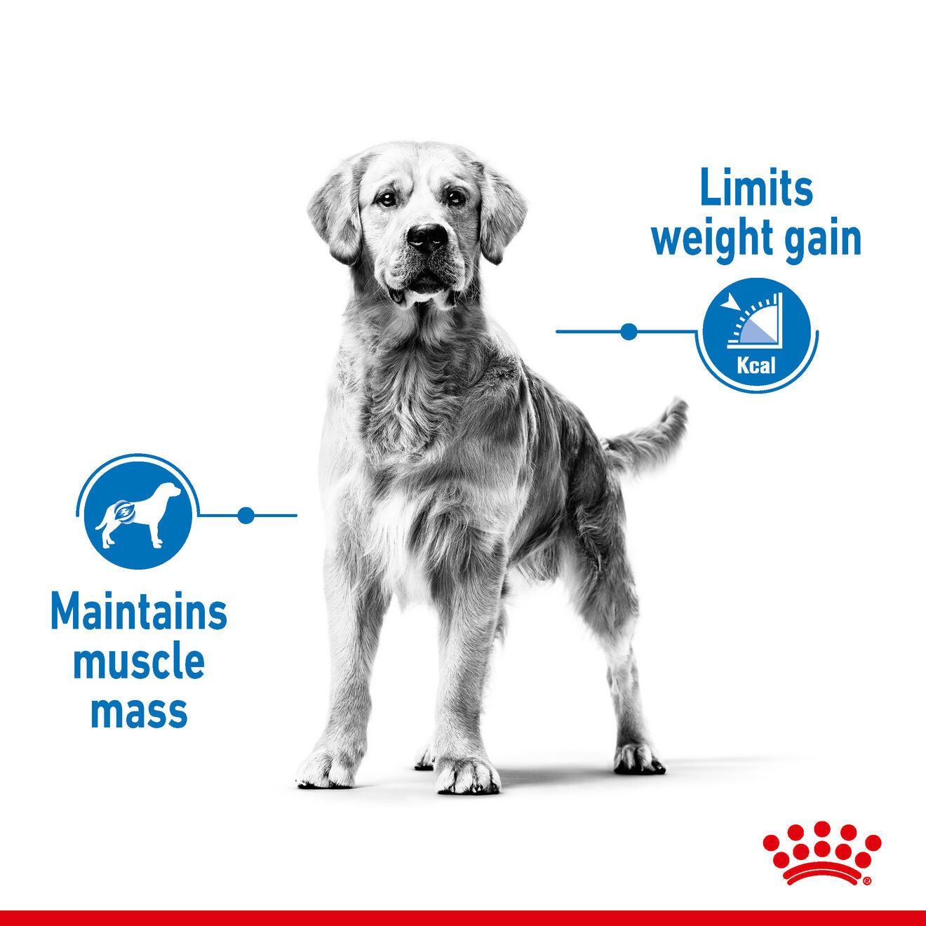 Royal Canin Size Health Nutrition Medium Light Weight Care Adult Dry Dog Food
