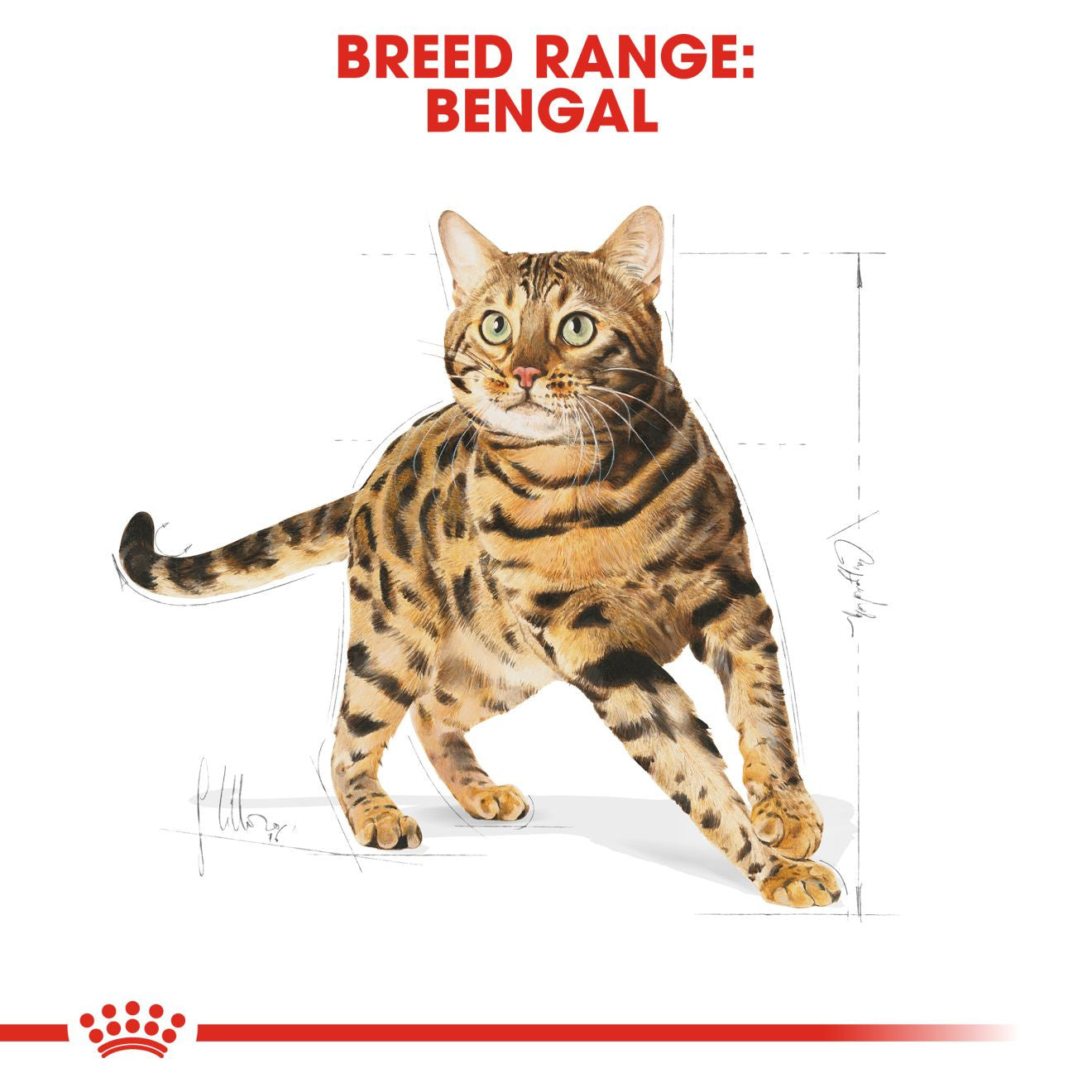 ROYAL CANIN Breed Health Nutrition Bengal Adult Dry Cat Food