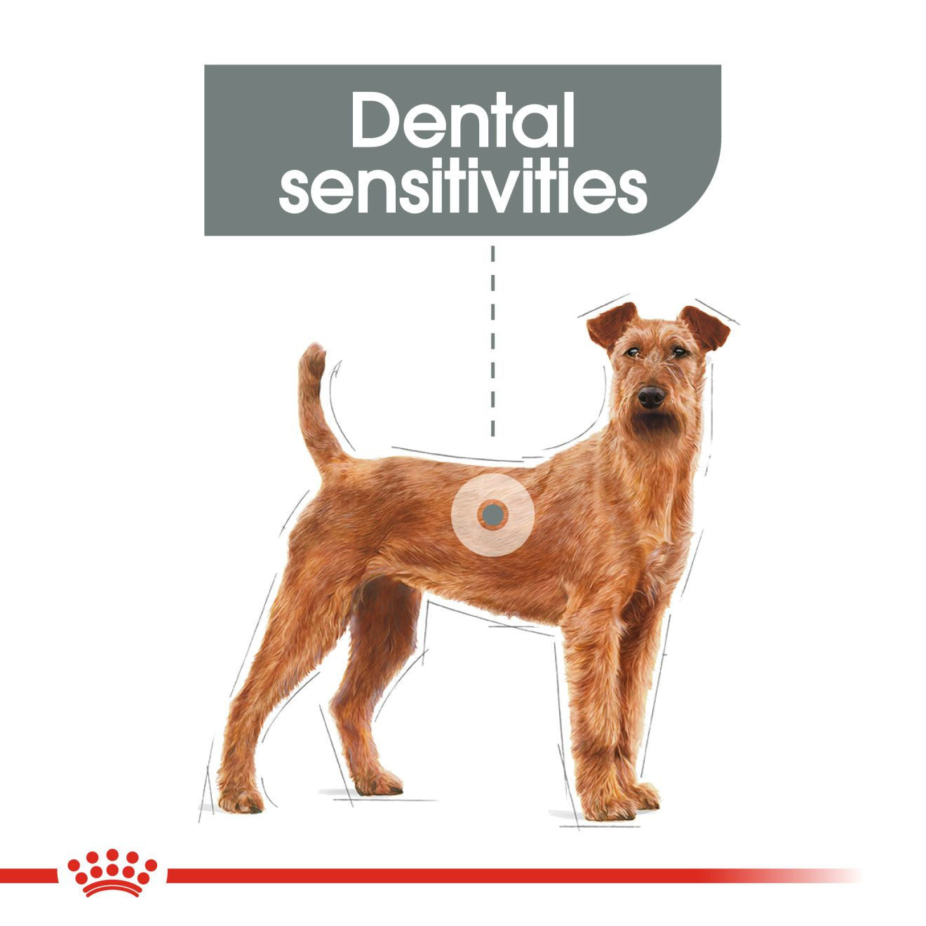 Royal Canin Size Health Nutrition Medium Dental Care Adult Dry Dog Food