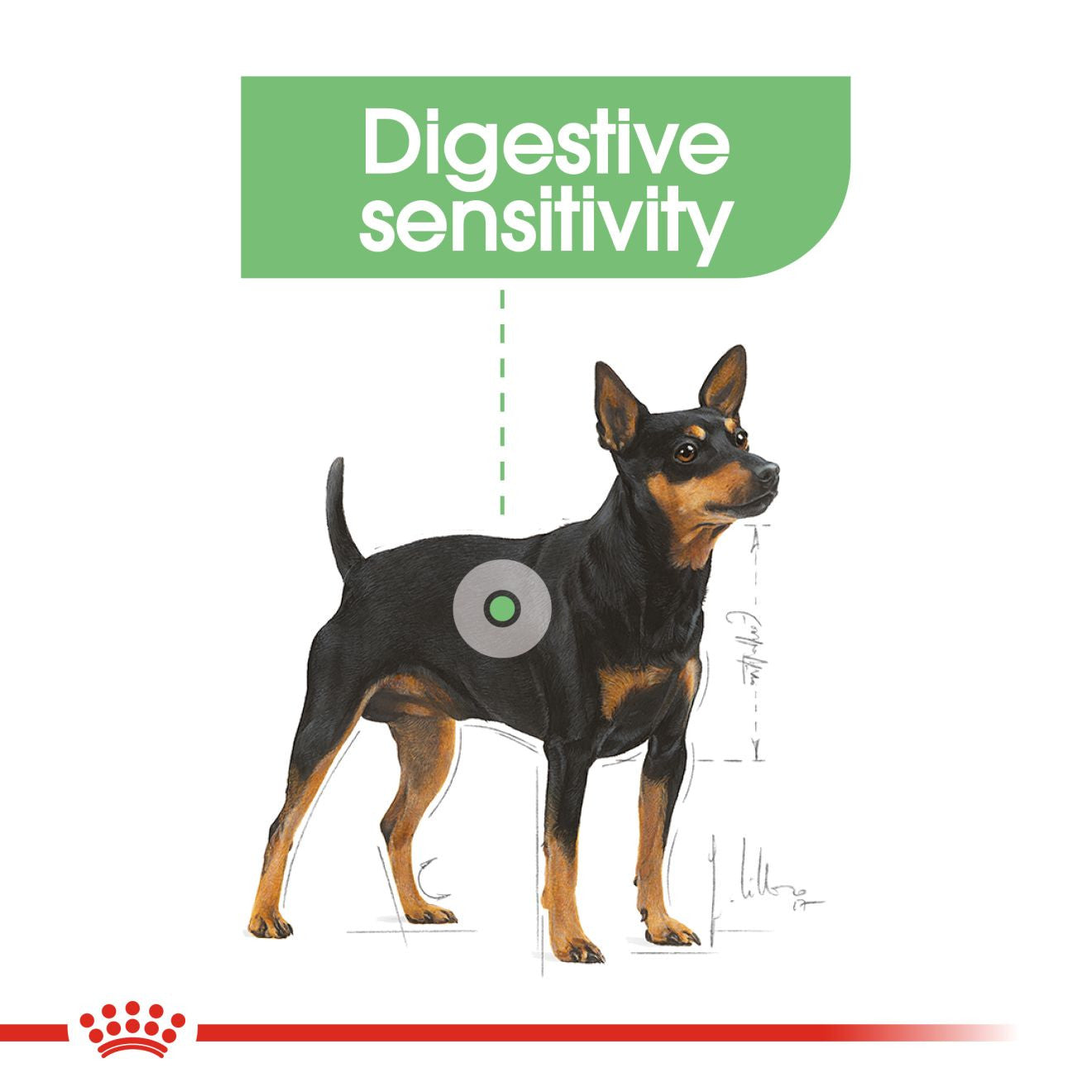 Royal Canin Size Health Nutrition Mini Digestive Care Adult Dry Dog Food