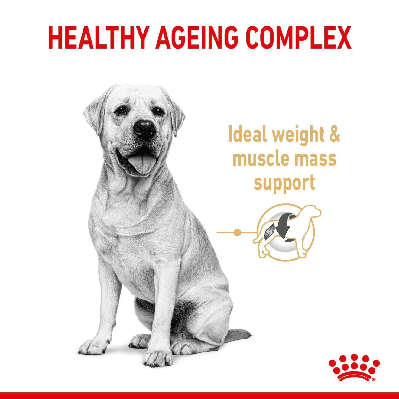 Royal Canin Breed Health Nutrition Labrador Retriever Adult 5+ Dry Dog Food