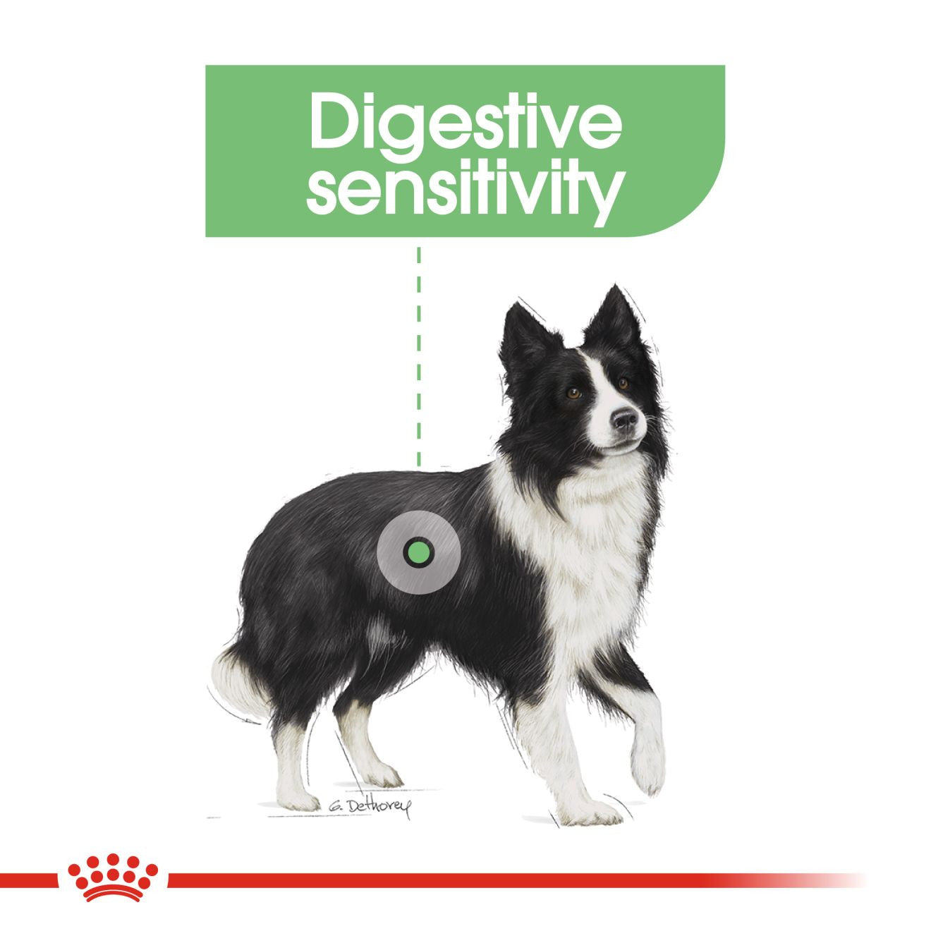Royal Canin Size Health Nutrition Medium Digestive Care Adult Dry Dog Food