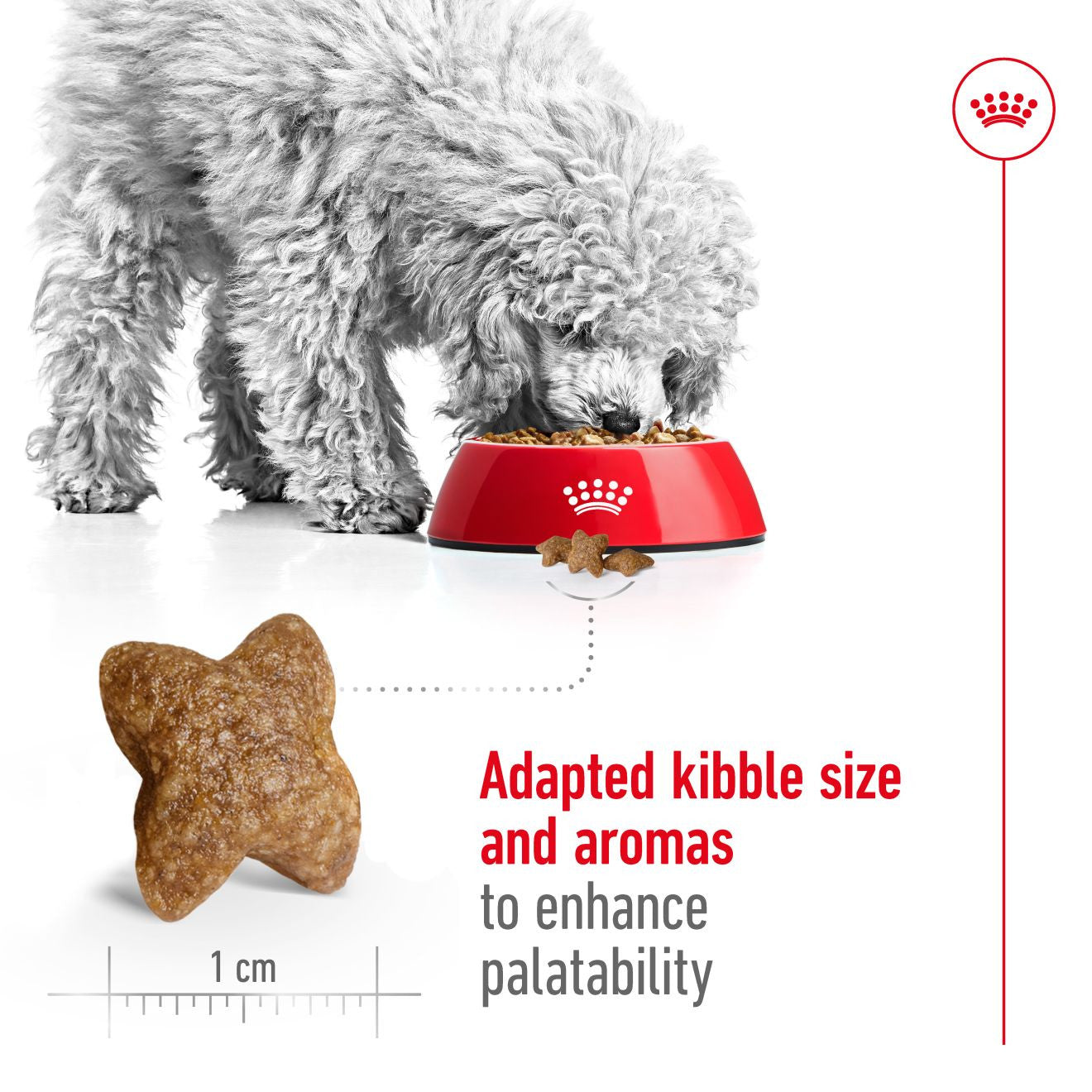 Royal Canin Size Health Nutrition Mini Adult Dry Dog Food