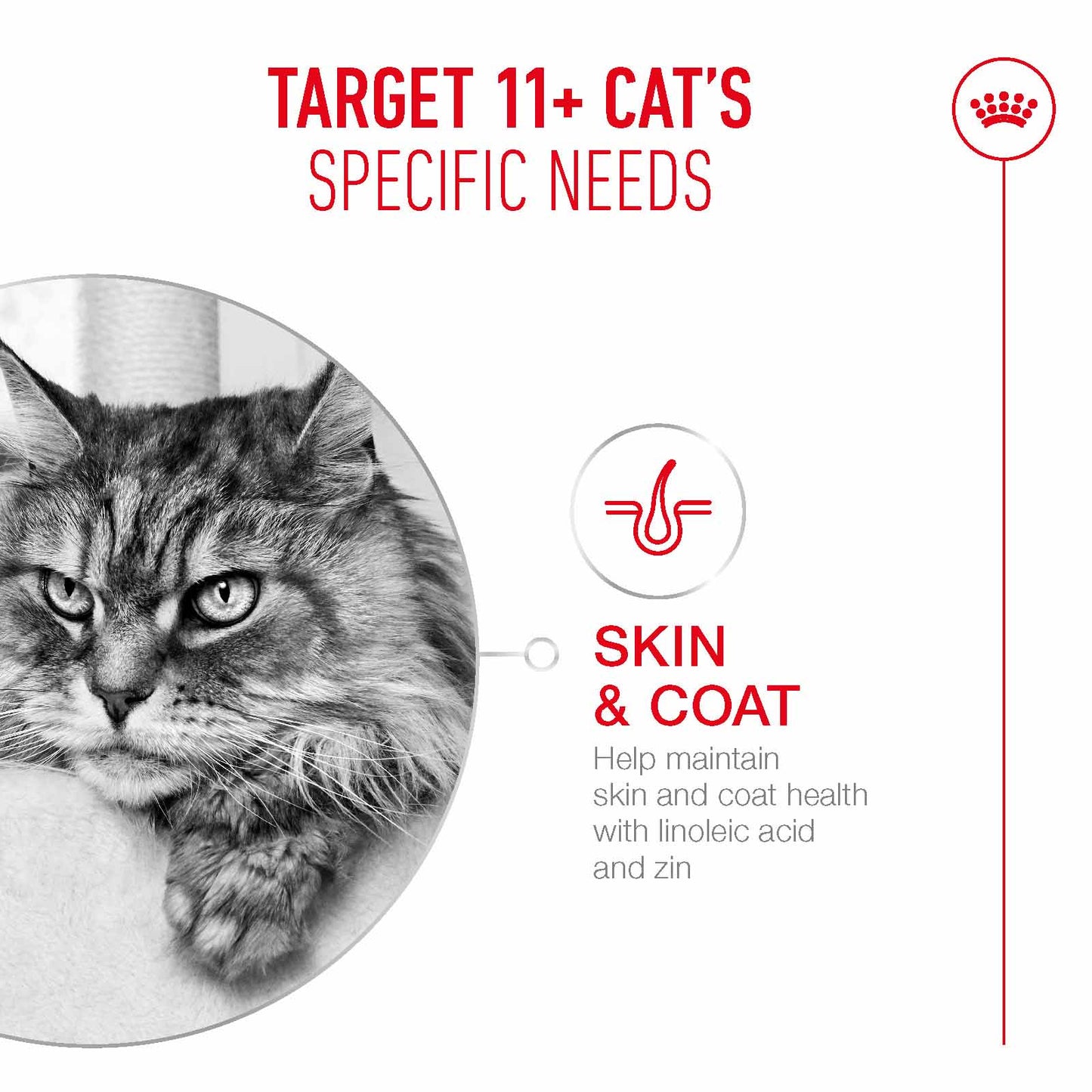 Royal Canin Ageing 11+ Senior Dry Cat Food