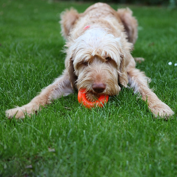 Starmark Everlasting Bento Ball Dog Toy