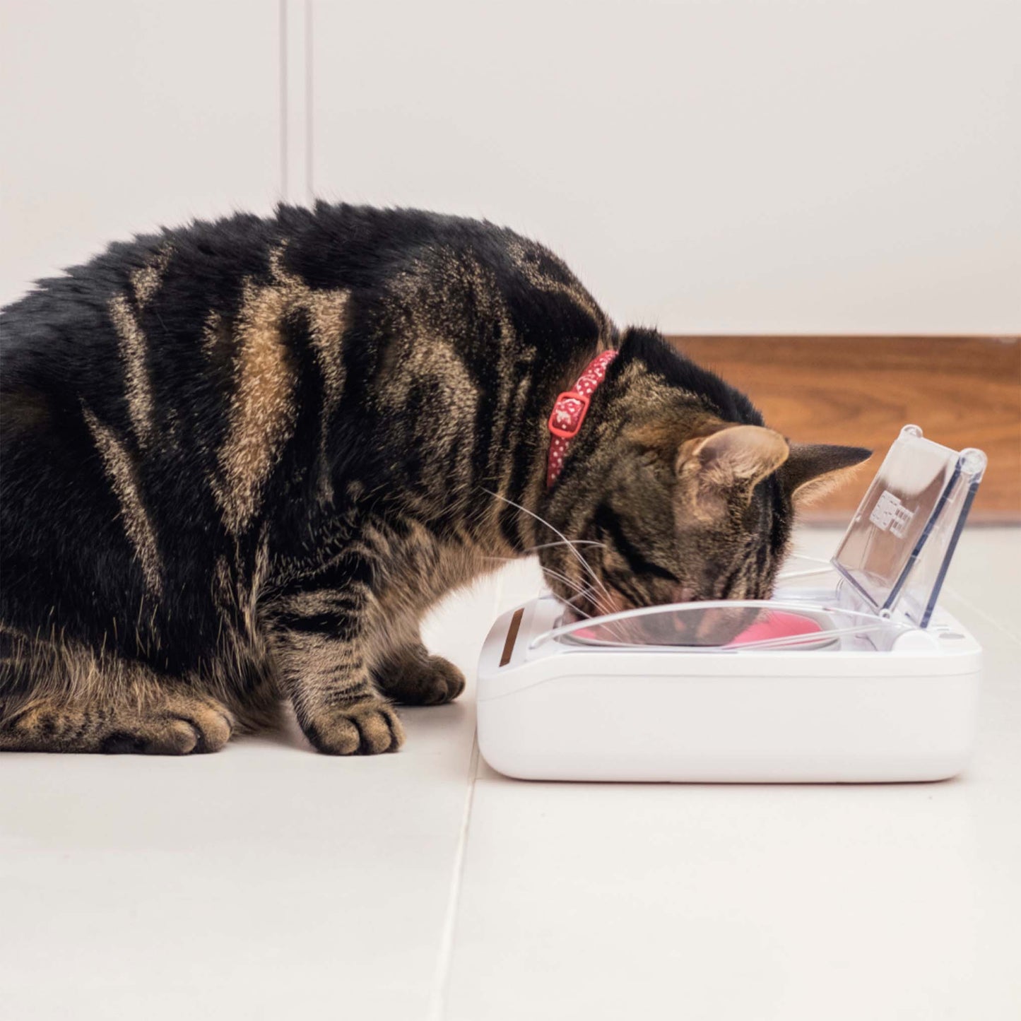 SureFeed Sealed Pet Bowl