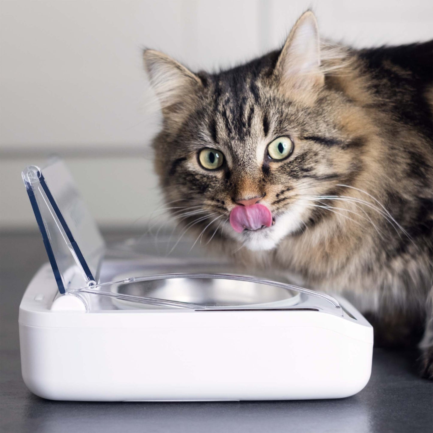 SureFeed Sealed Pet Bowl