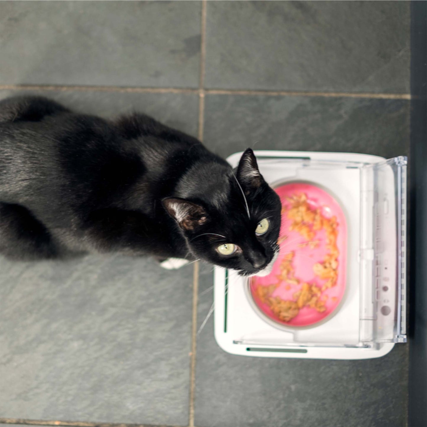 SureFeed Sealed Pet Bowl