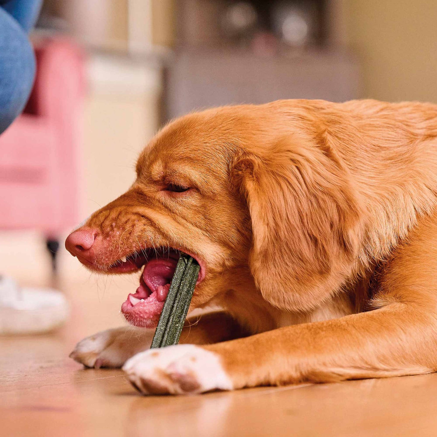 Beaphar Dental Sticks for Medium to Large Dogs - 7 sticks