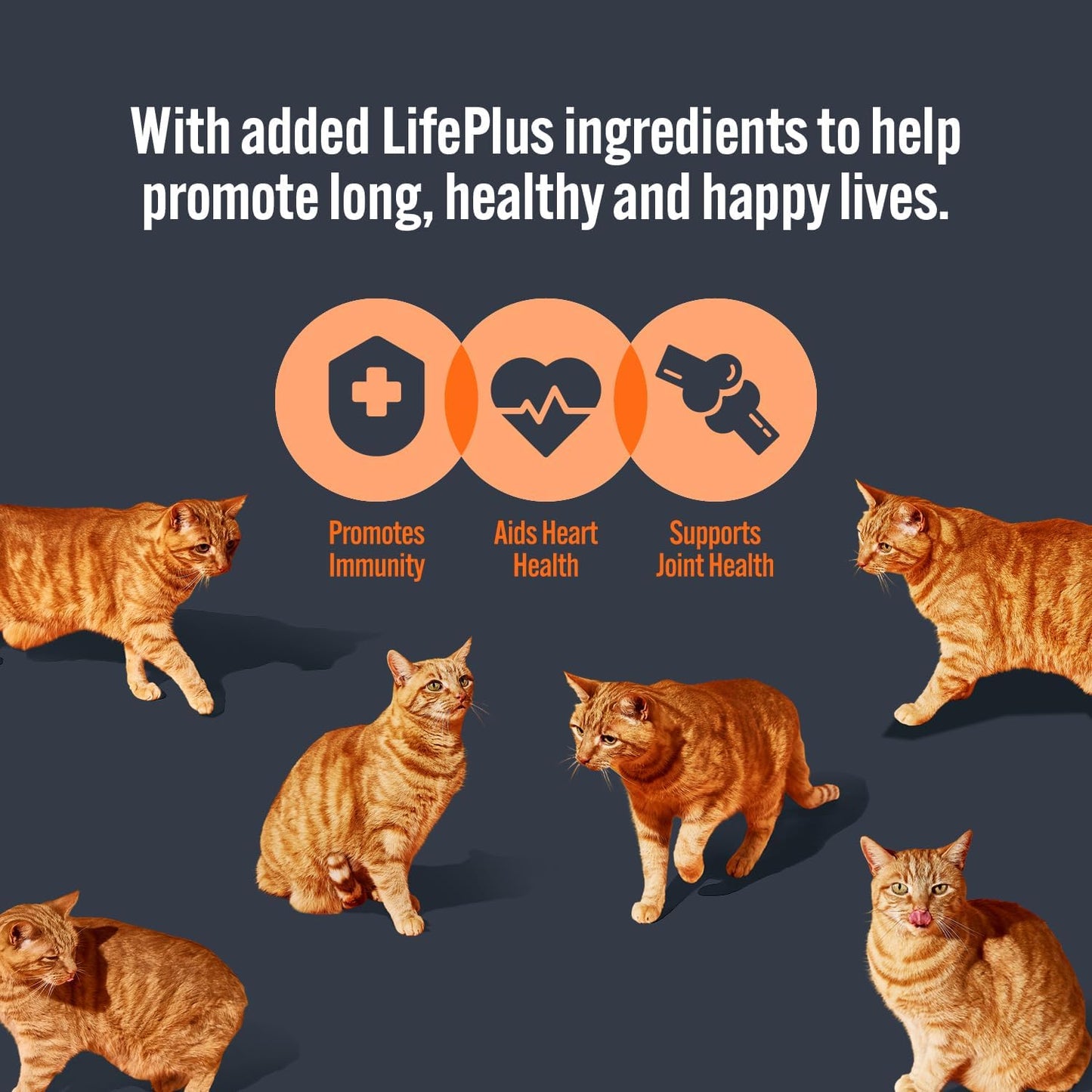HiLife Mature Wet Cat Food - Chicken Pate & Tuna in Jelly - 32x70g Pouches