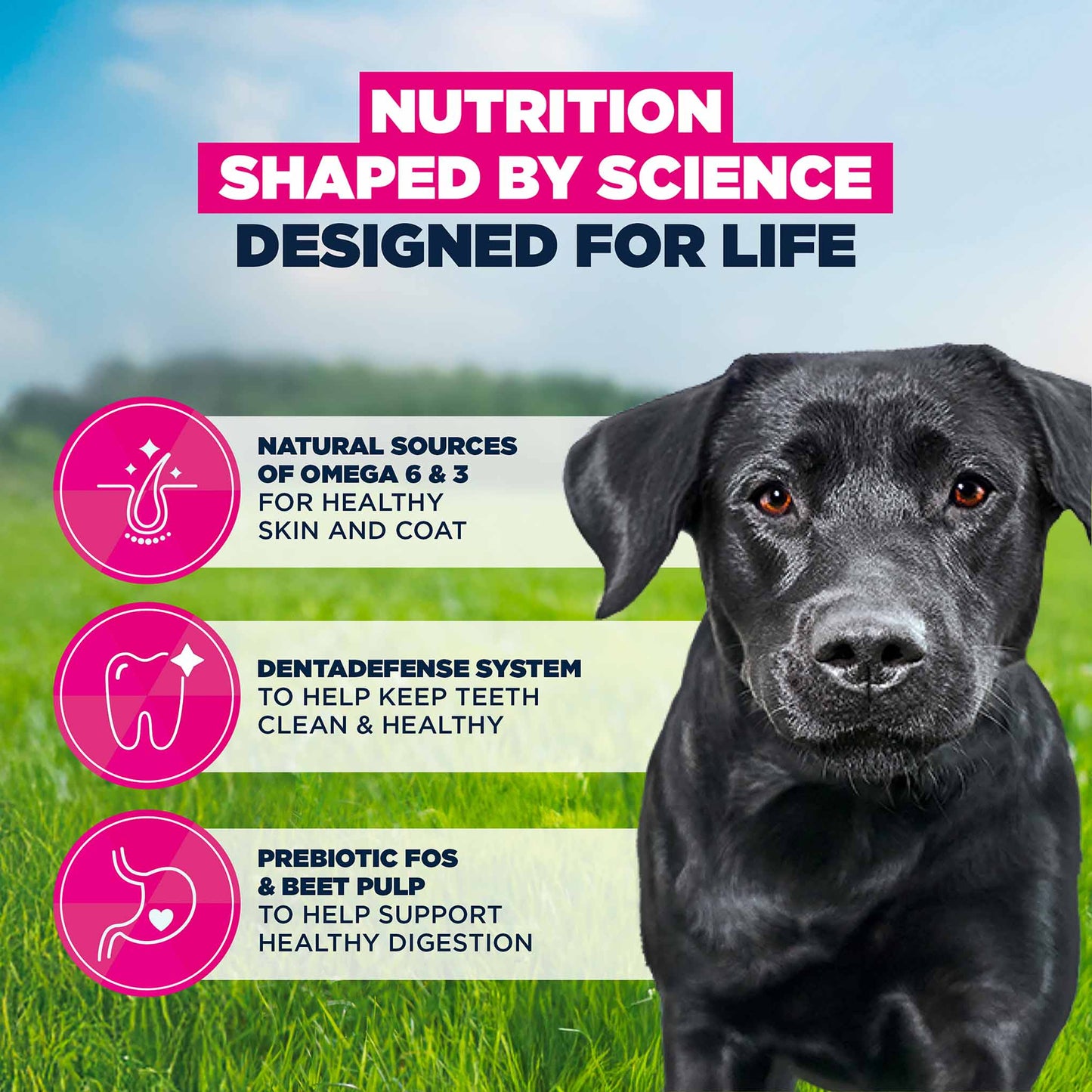 Eukanuba Large Breed Adult Dry Dog Food - Chicken
