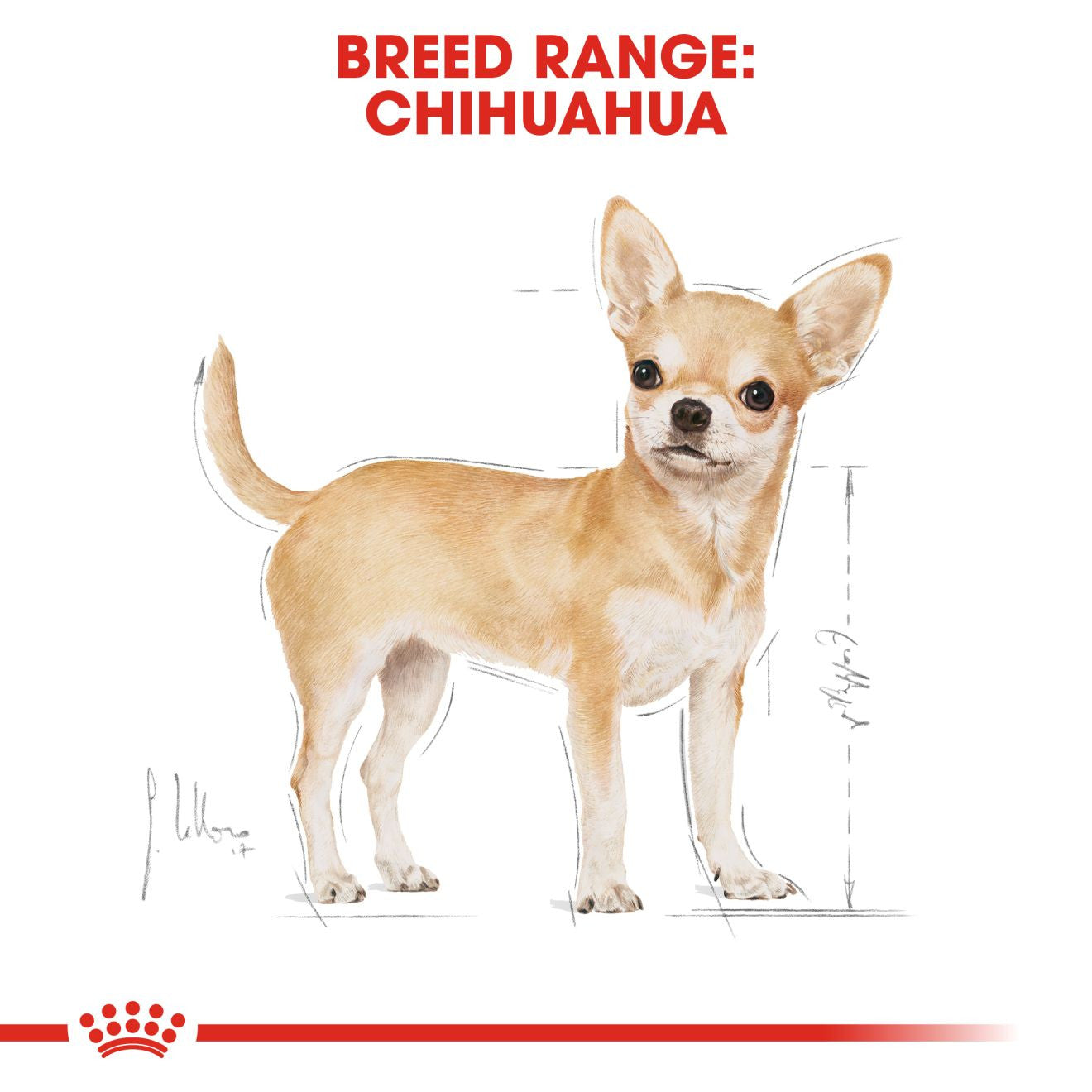 Royal Canin Breed Health Nutrition Chihuahua Adult Wet Dog Food -12x85g Pouches