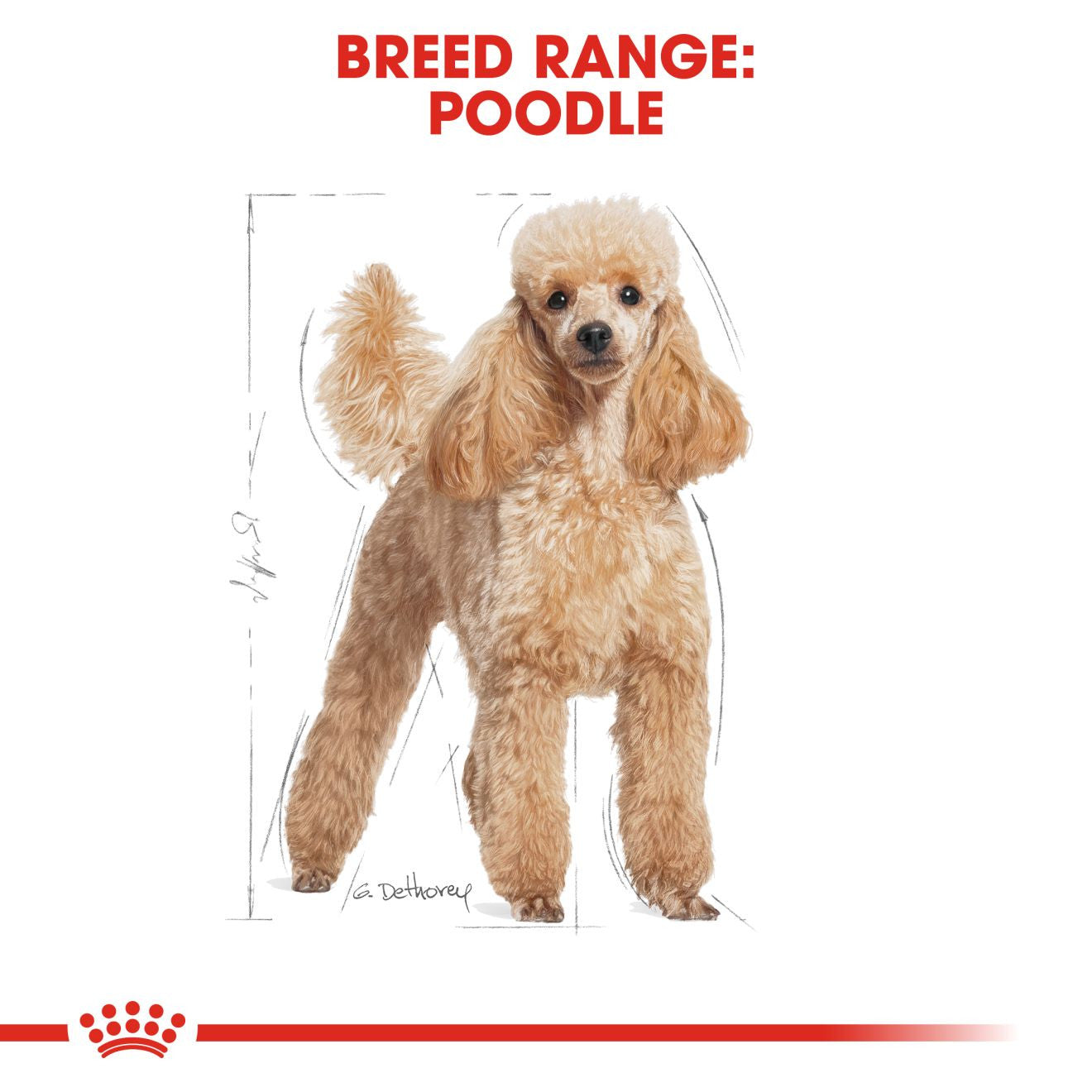 Royal Canin Breed Health Nutrition Poodle Adult Wet Dog Food - 12x85g Pouches