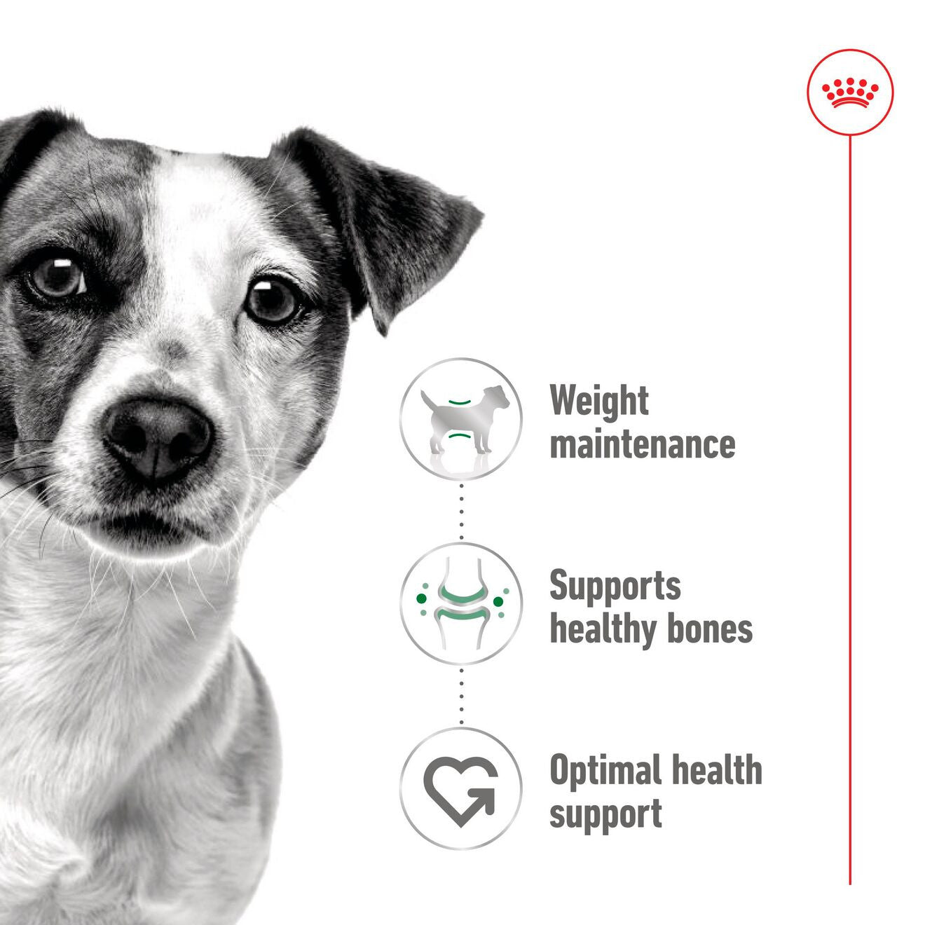 Royal Canin Size Health Nutrition Mini Adult Wet Dog Food in Gravy - 12x85g Pouches