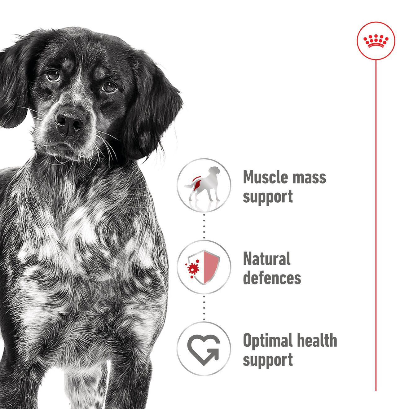 Royal Canin Size Health Nutrition Medium Adult Wet Dog Food in Gravy - 10x140g Pouches