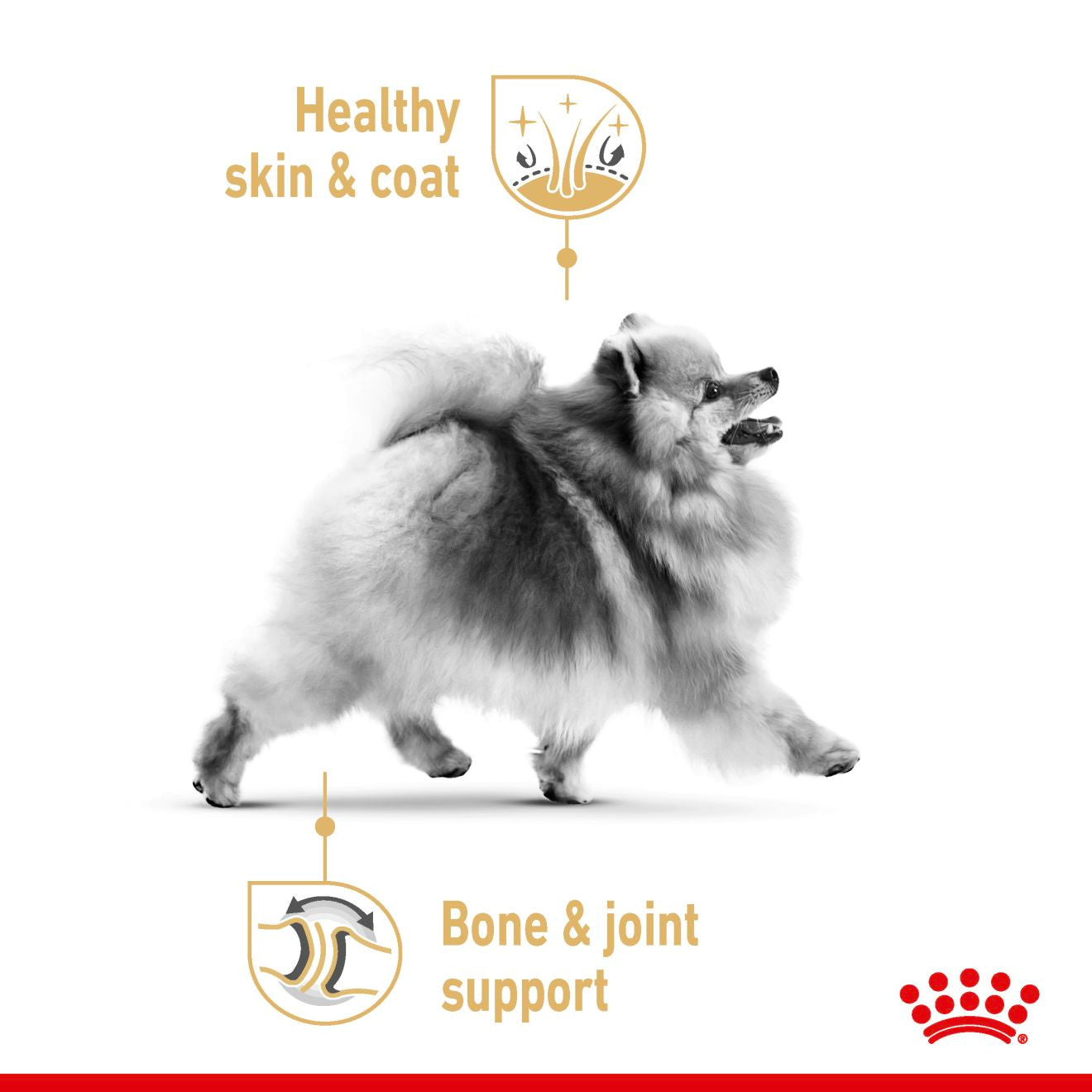ROYAL CANIN Breed Health Nutrition Pomeranian Adult Wet Dog Food in Loaf - 12x85g Pouches