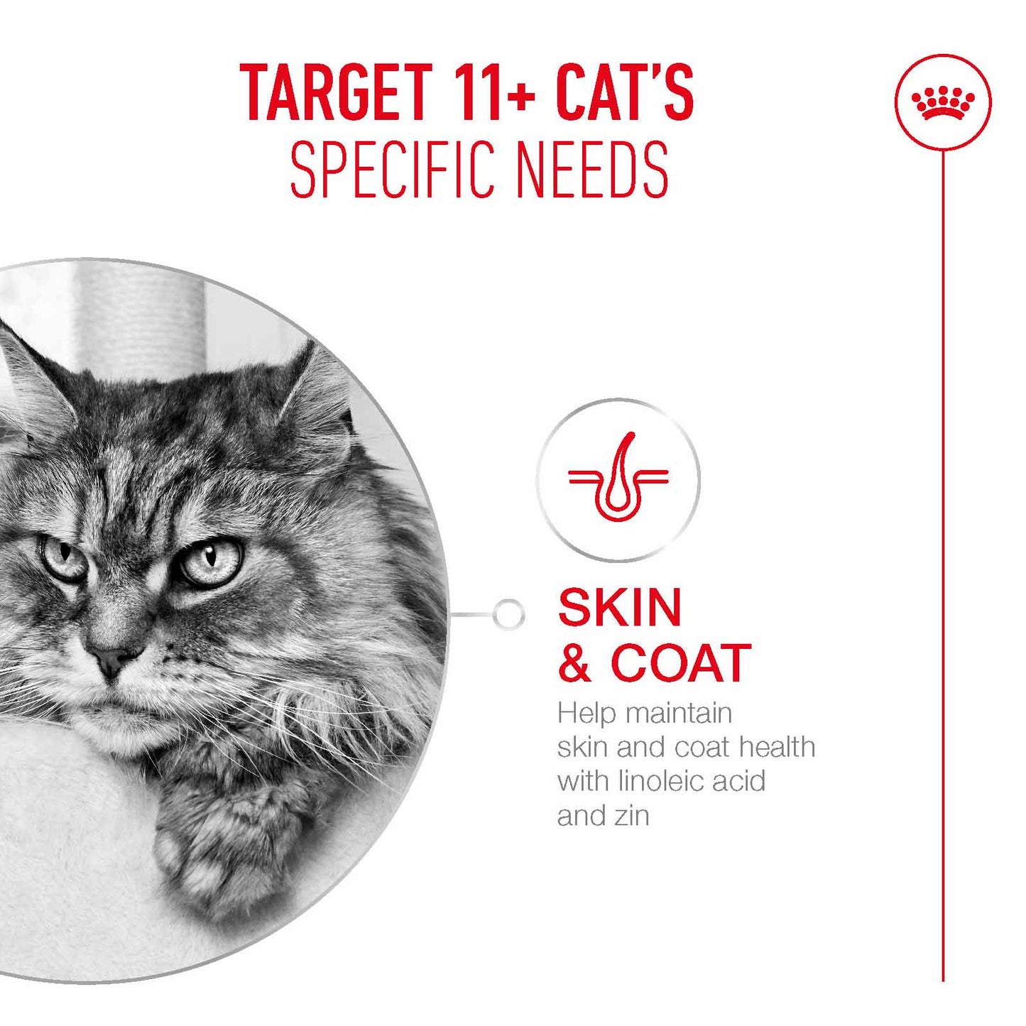 Royal Canin Ageing 11+ Senior Wet Cat Food Chunks in Jelly - 12x85g Pouches