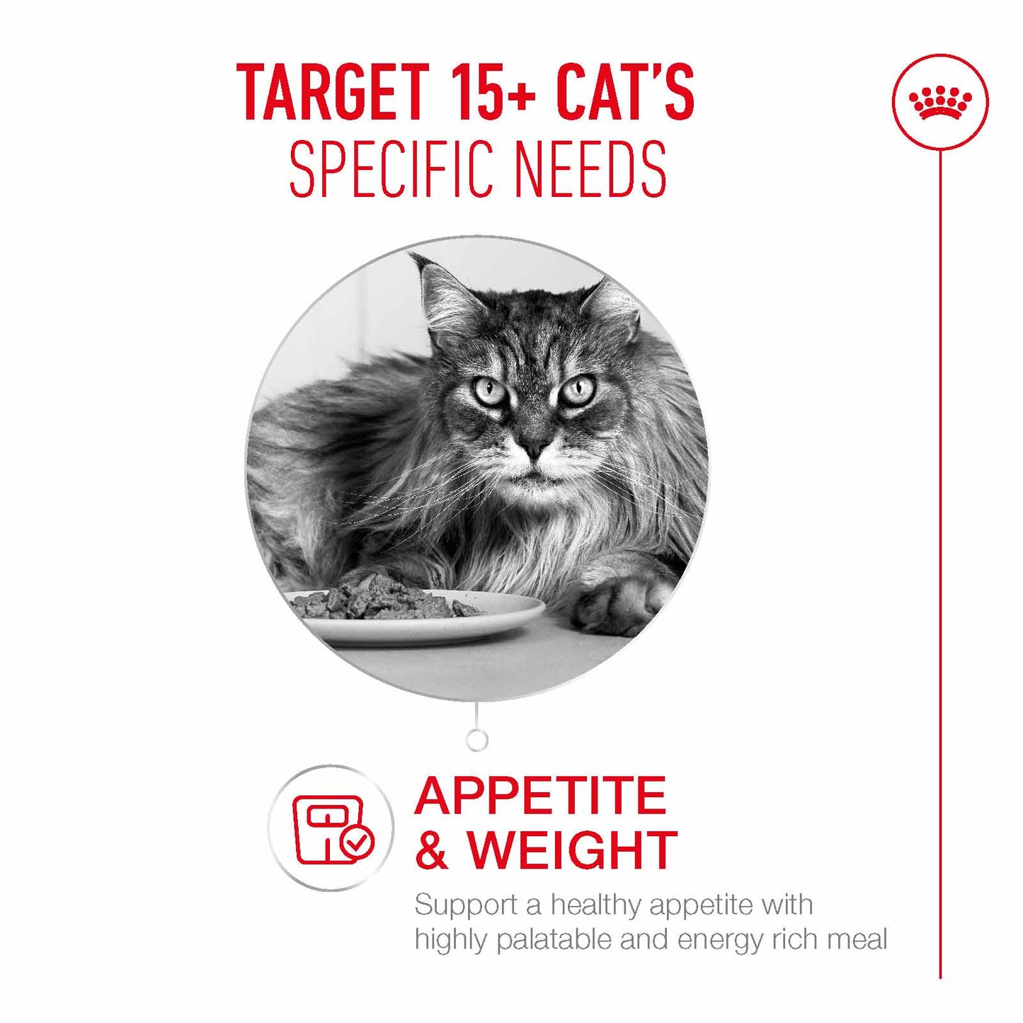 Royal Canin Ageing 15+ Senior Wet Cat Food  Chunks in Gravy - 12x85g Pouches