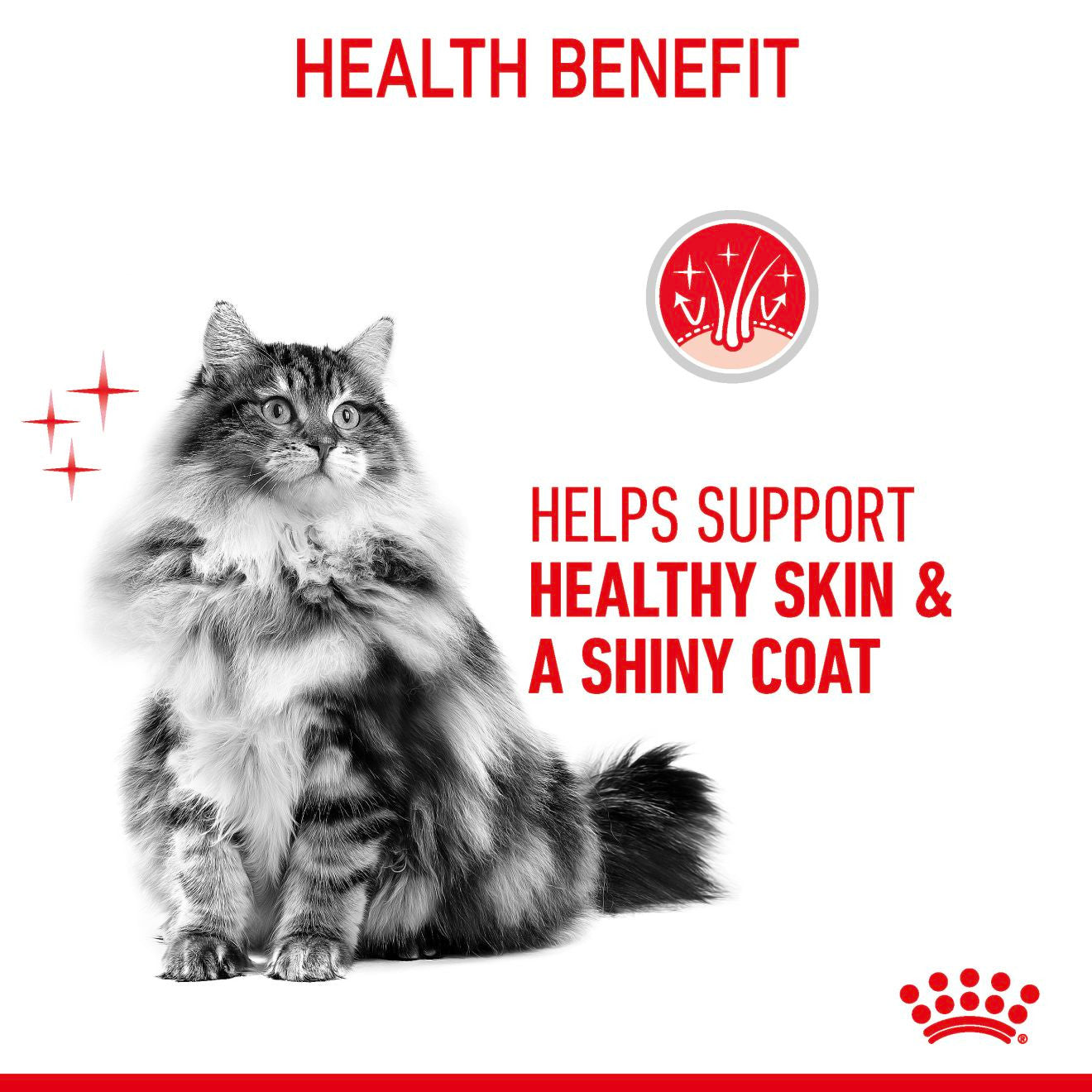 ROYAL CANIN Hair & Skin Care Adult Wet Cat Food In Jelly - 12x85g Pouches