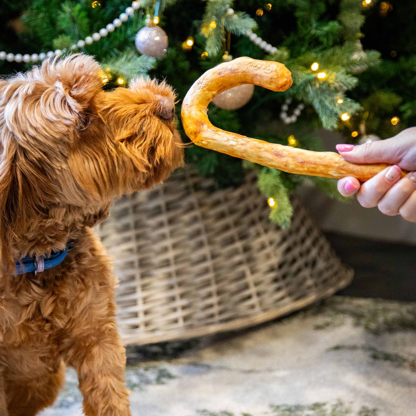Rosewood Cupid & Comet Collagen Candy Cane Dog Treat - 80g