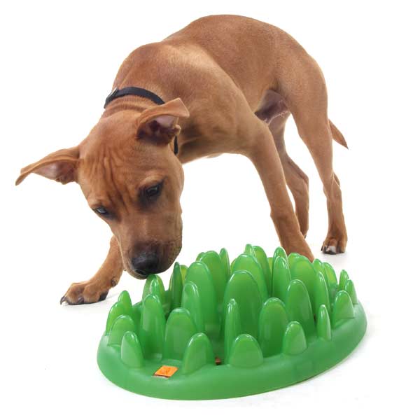 Green Slow Dog Feeder