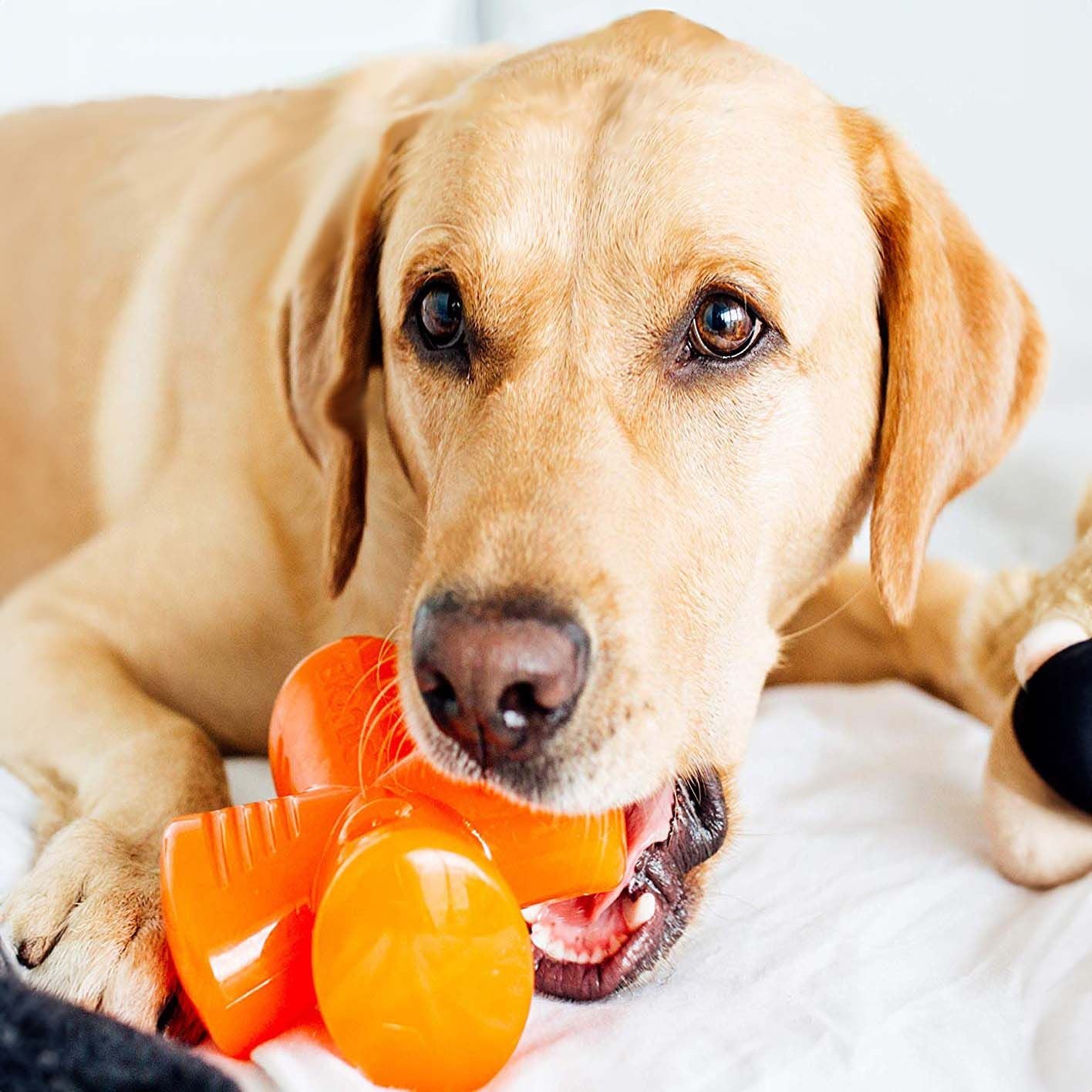 BIONIC Stuffer Dog Toy - 12.5cm