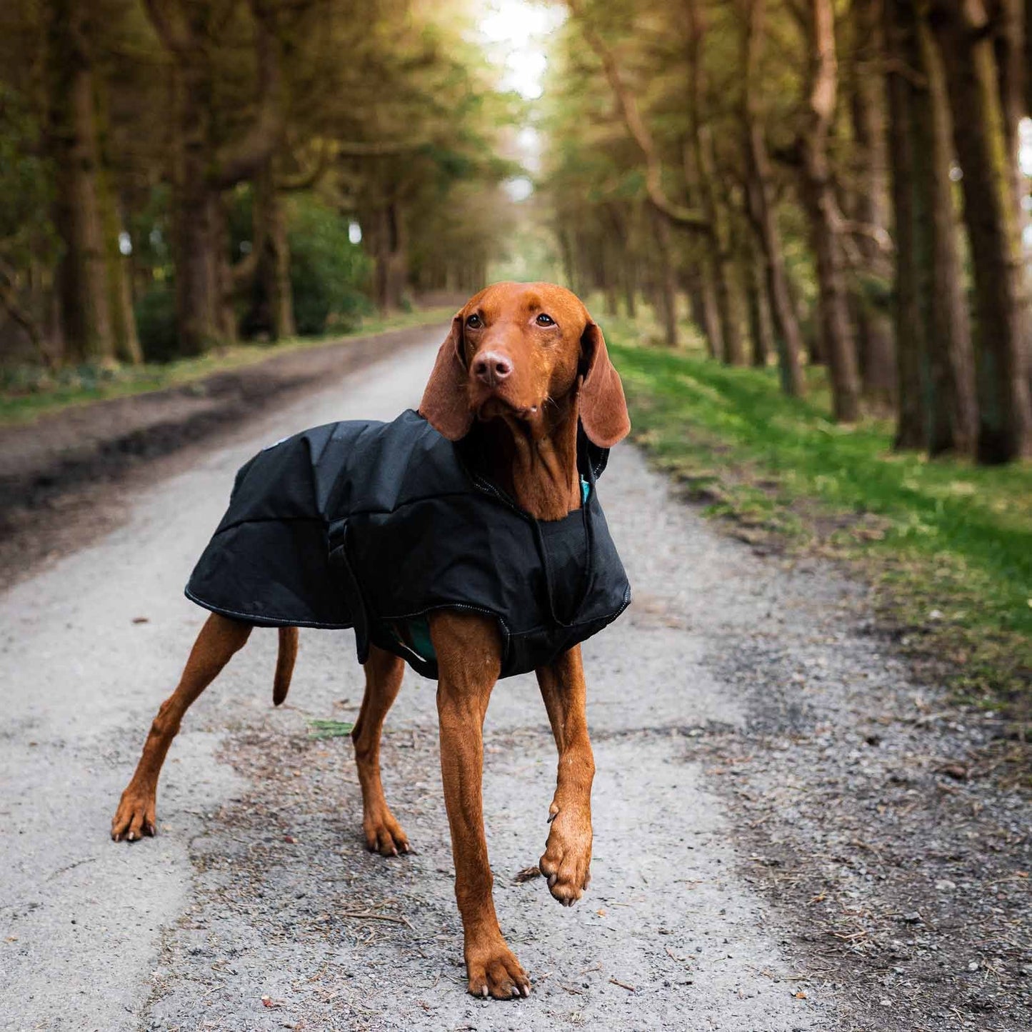 Danish Design Black Harness 2 in 1 Ultimate Dog Coat - 26in / 65cm