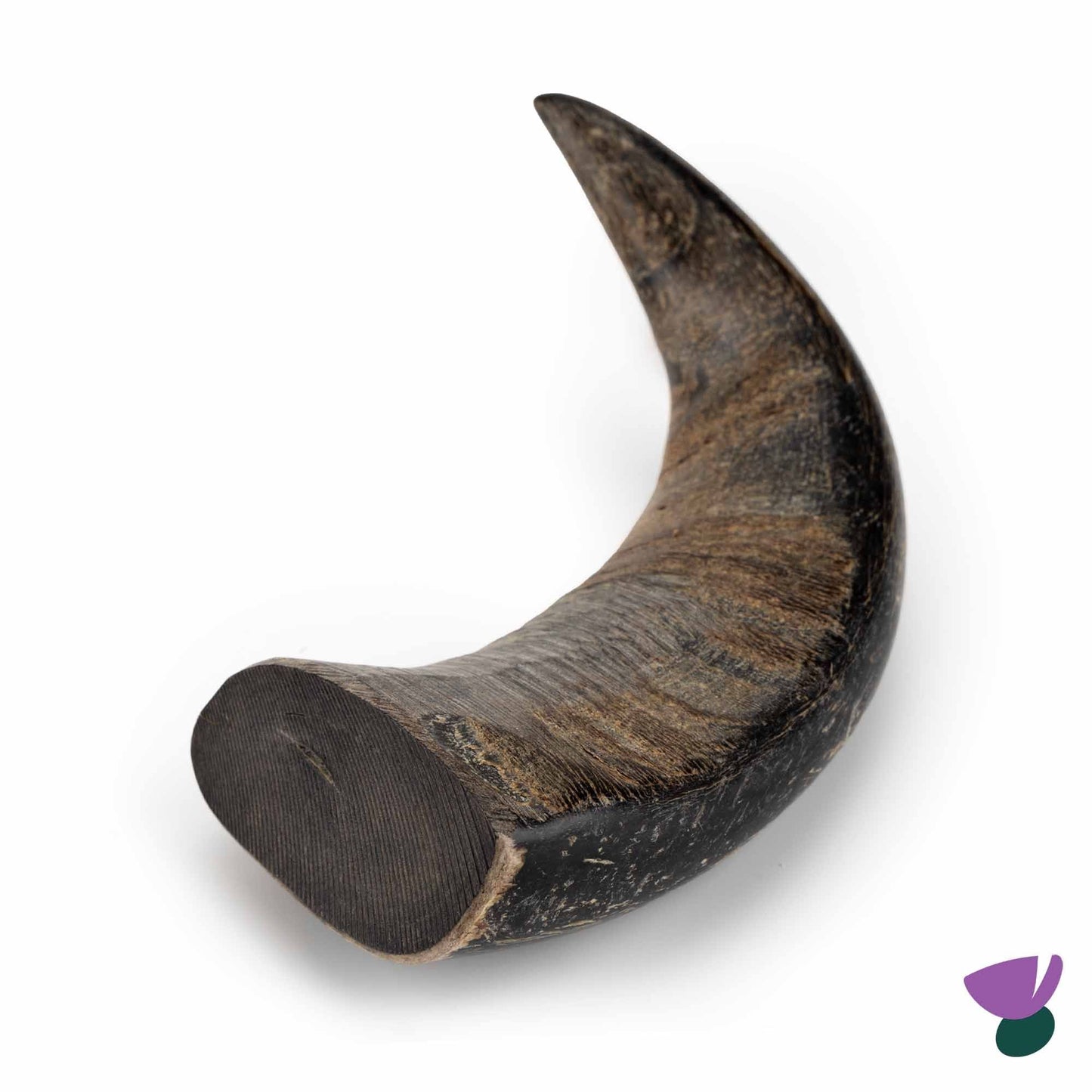 Thistlers Buffalo Horn Dog Chew - Large