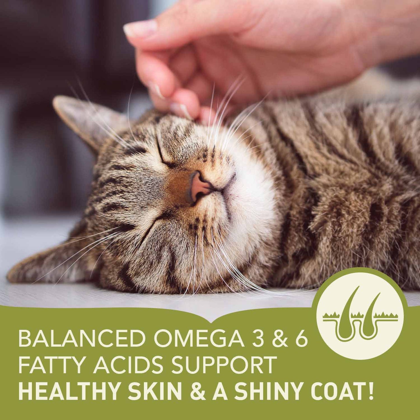 Acana Indoor Entrée Dry Cat Food