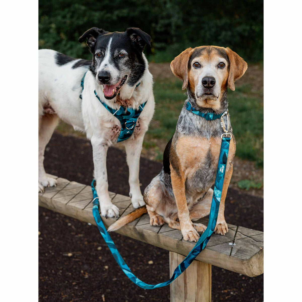 Twiggy Tags Lagoon Adventure 2.0 Dog Collar