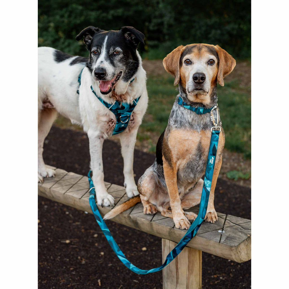 Twiggy Tags Lagoon Adventure 2.0 Dog Lead Close Control