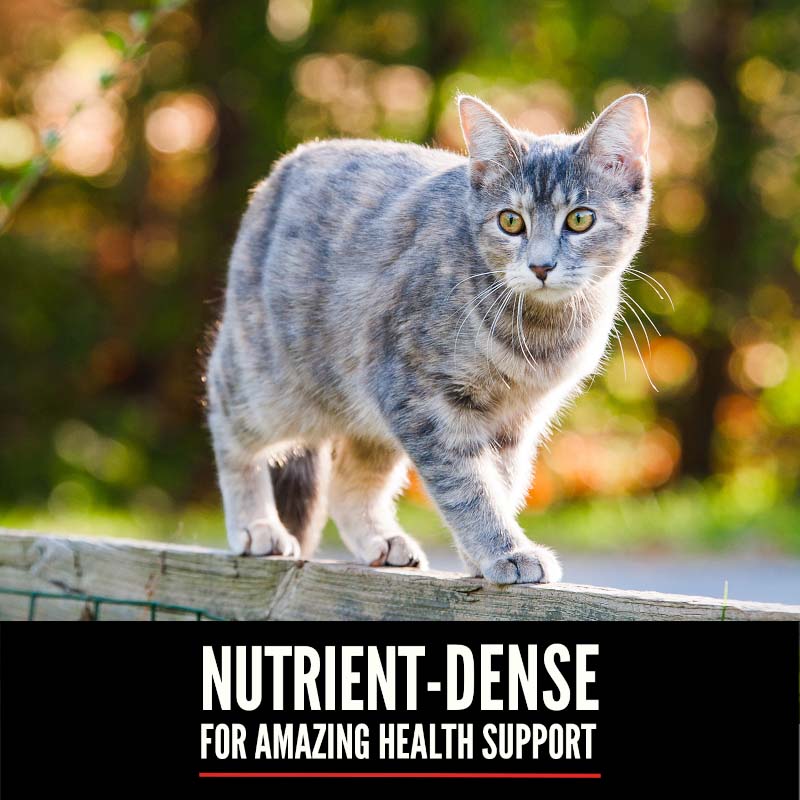 Orijen Six Fish Grain Free Dry Cat Food