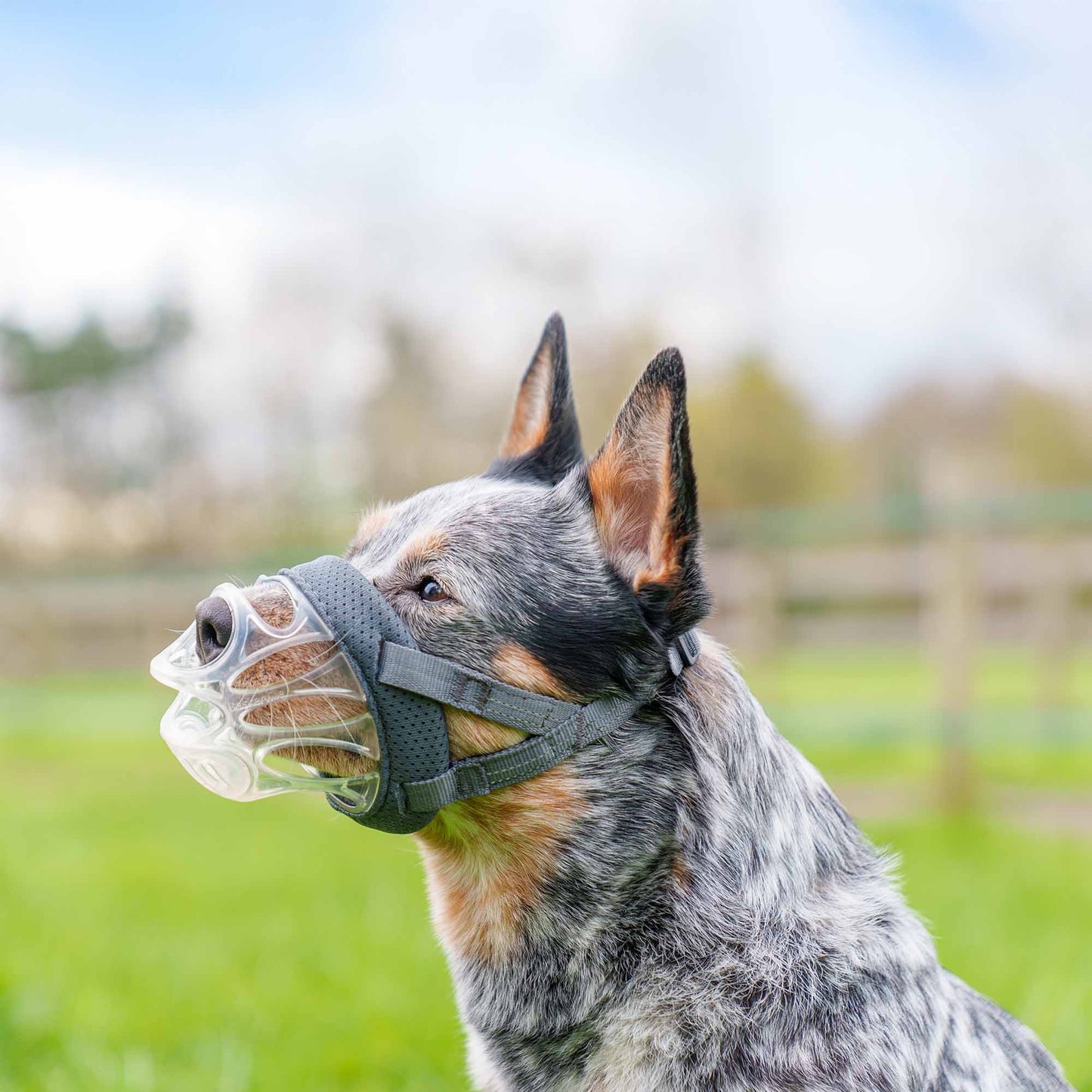 Baskerville INVISA Dog Muzzle - Size 3
